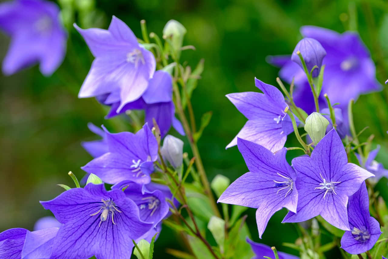Fall Flowers, vibrant purple bell-shaped flowers, lush green foliage, HD Desktop Wallpaper