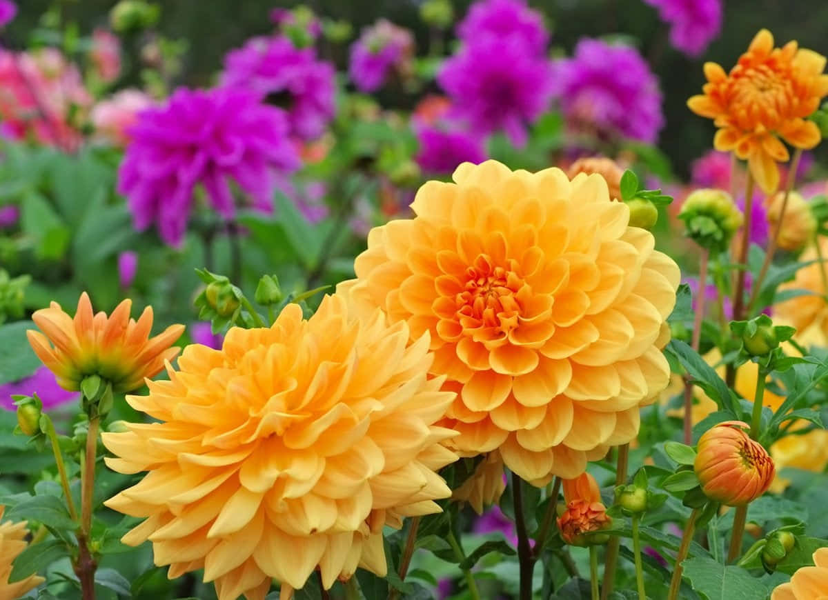 Fall Flowers, orange dahlia, purple flowers, SD Desktop Wallpaper