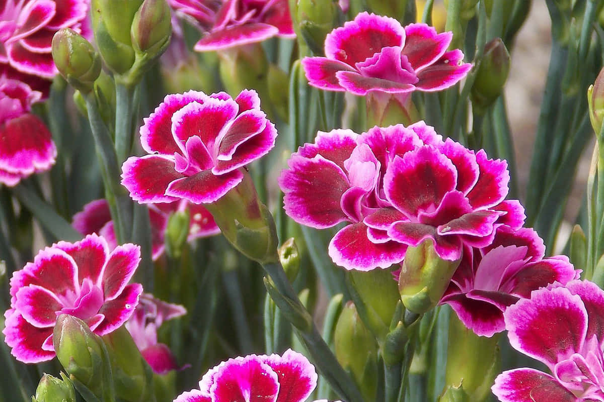 Fall Flowers, pink carnations, frilly edges, SD Desktop Wallpaper