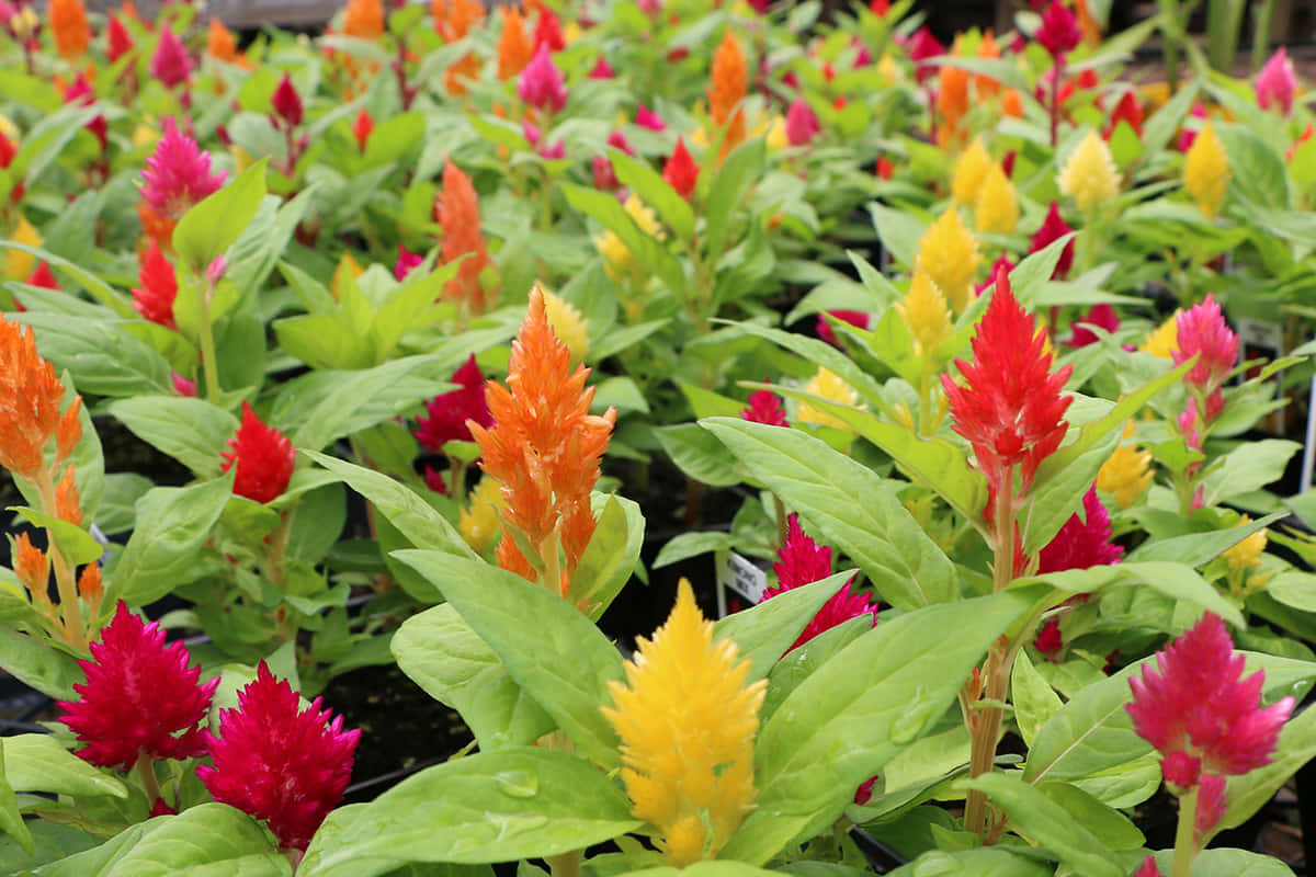 celosia, red orange, yellow, SD Desktop Wallpaper
