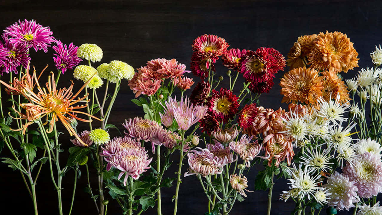 chrysanthemums, pink, orange, HD Desktop Wallpaper