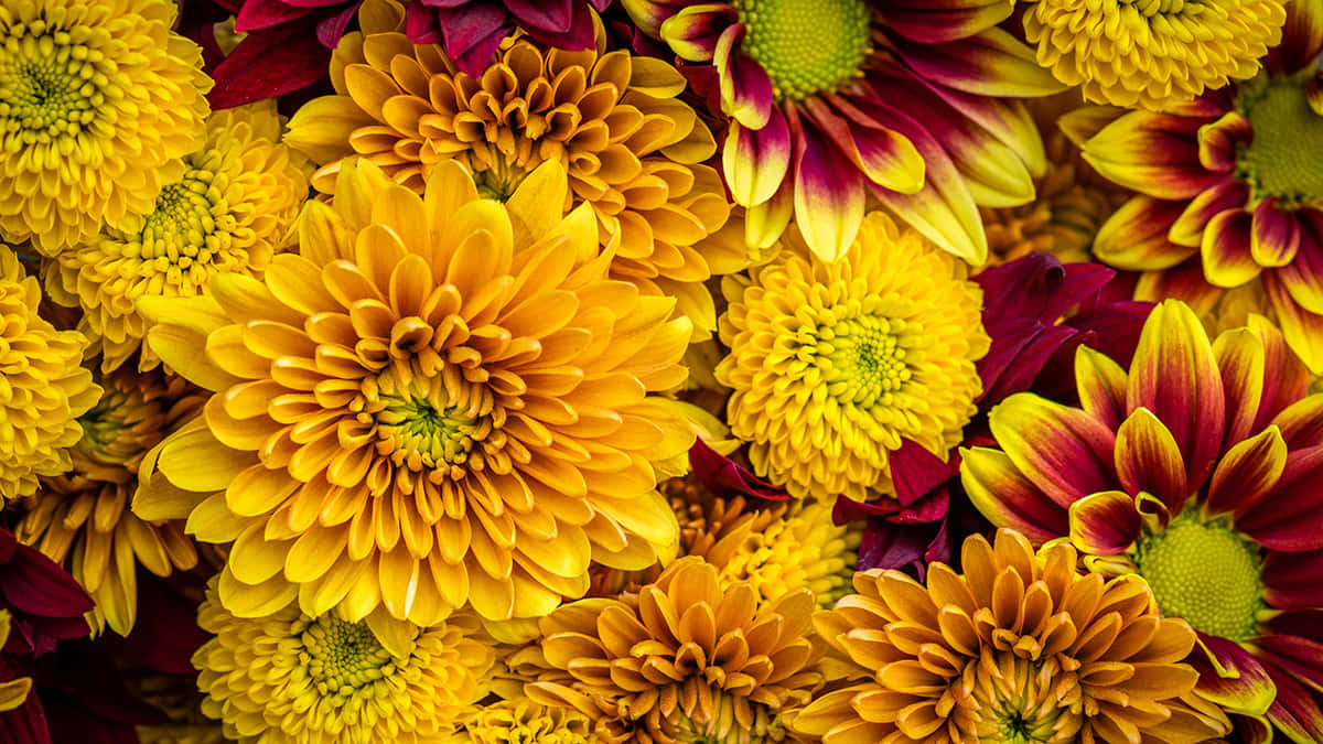Fall Flowers, yellow, maroon, SD Desktop Wallpaper