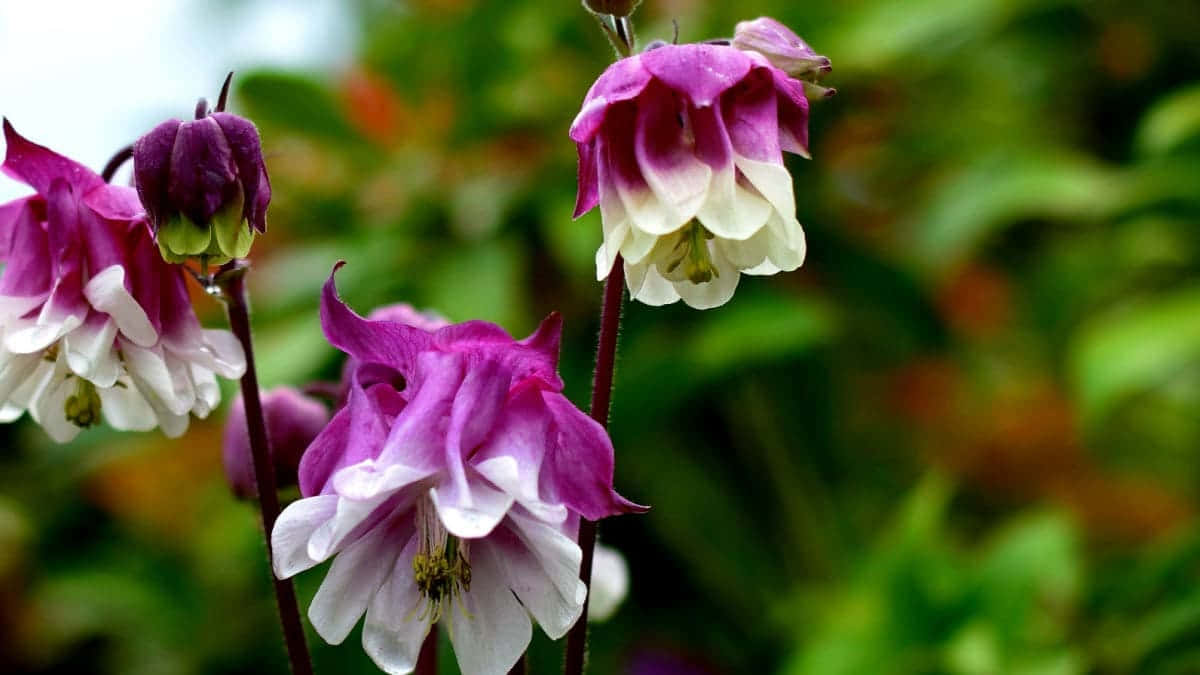 Fall Flowers, purple, white, SD Desktop Wallpaper