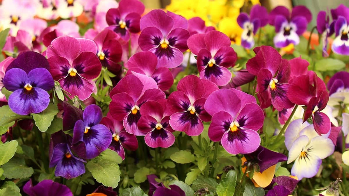 Fall Flowers, purple pansies, pink pansies, SD Desktop Wallpaper