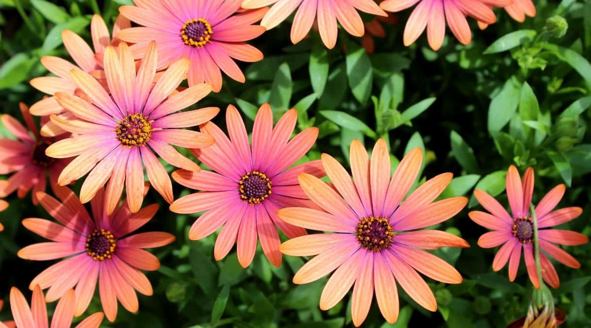 Fall Flowers, pink and orange daisies, yellow centers, SD Desktop Wallpaper