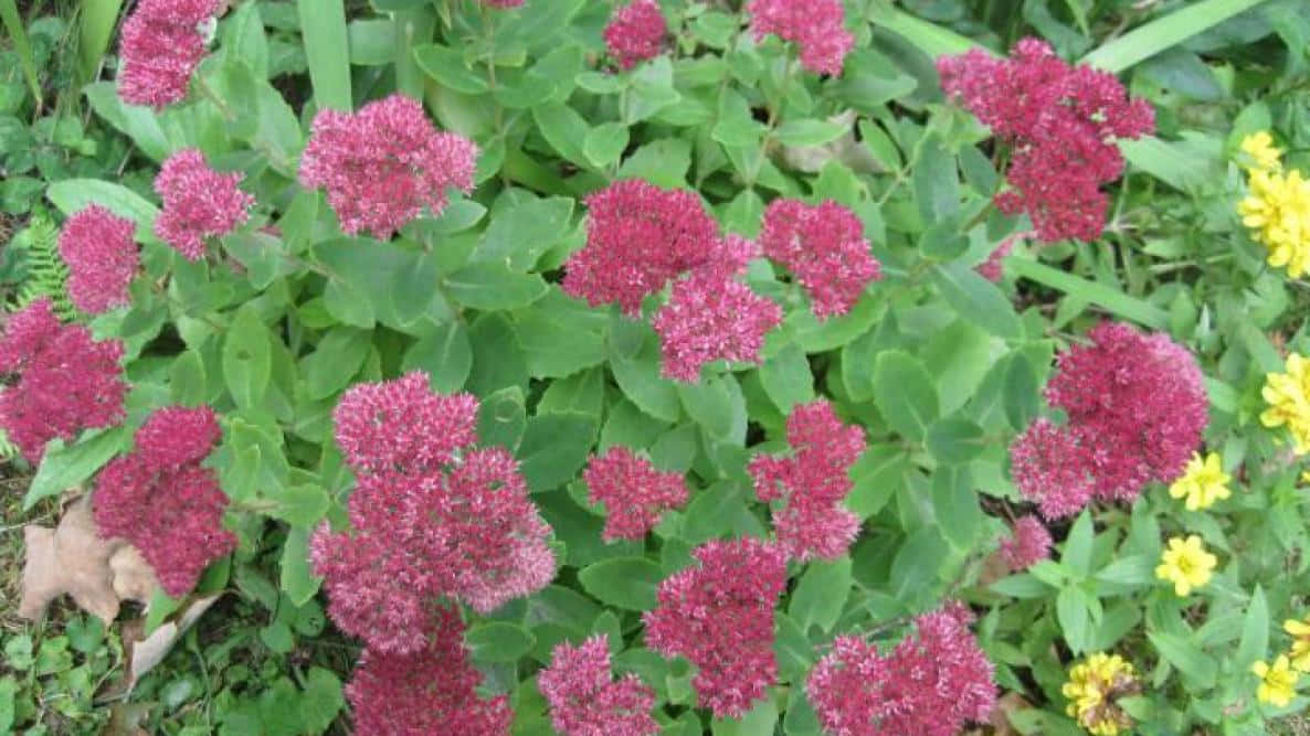 Fall Flowers, pink flower clusters, lush green leaves, SD Desktop Wallpaper