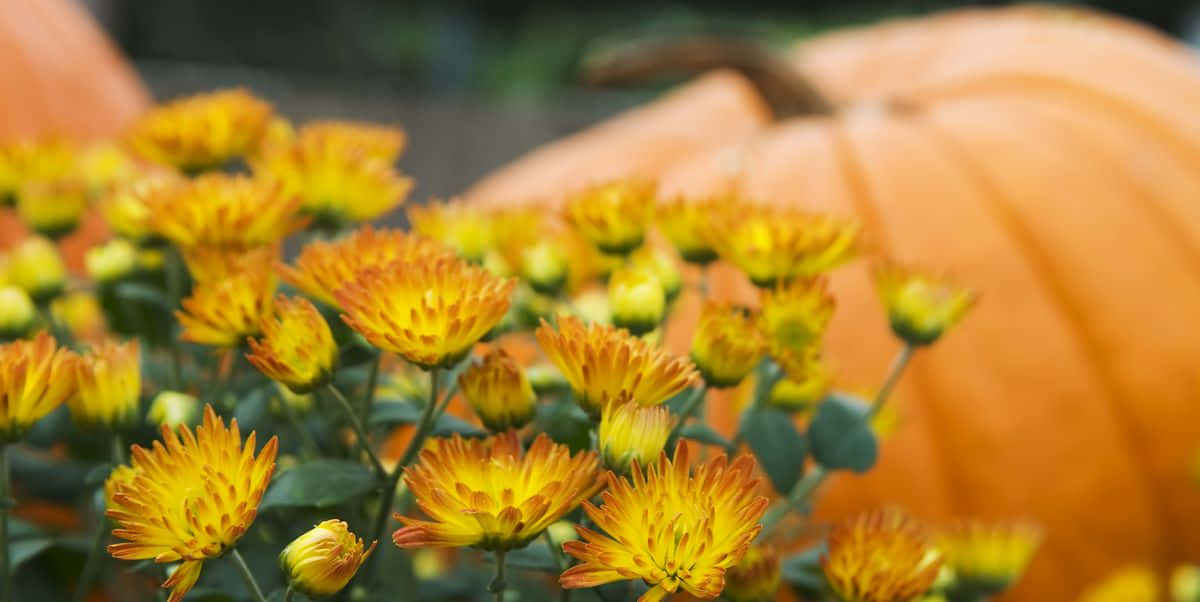 fall flowers, orange chrysanthemums, pumpkin, SD Desktop Wallpaper