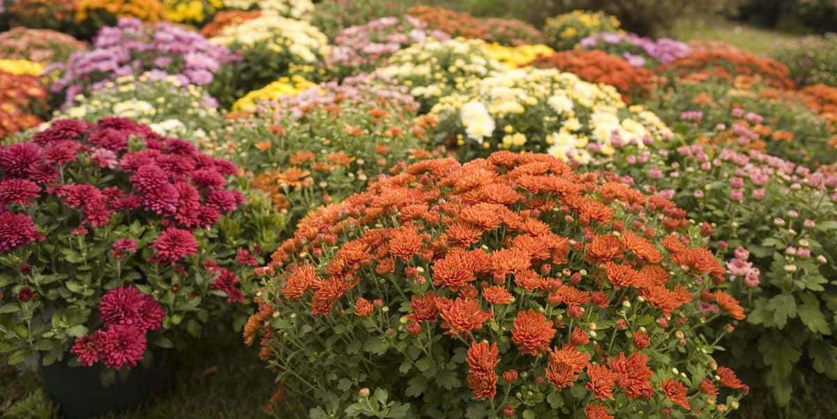 chrysanthemums, red, orange, SD Desktop Wallpaper