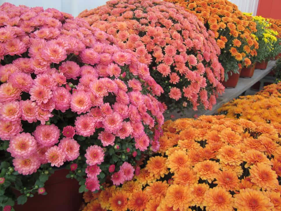 fall flowers, pink, orange, SD Desktop Wallpaper