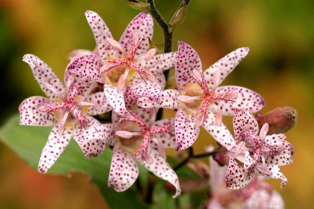Fall Flowers, pink and white spotted flowers, star-like petals, SD Desktop Wallpaper