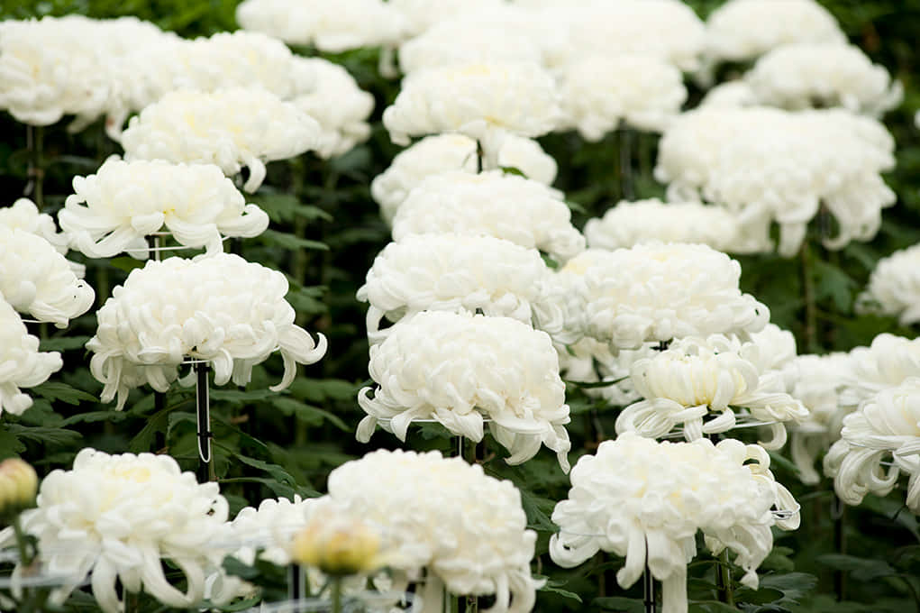 Fall Flowers, white chrysanthemums, lush green foliage, SD Desktop Wallpaper