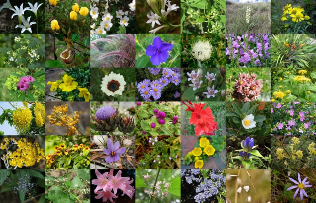 Fall Flowers, vibrant, wildflowers, SD Desktop Wallpaper