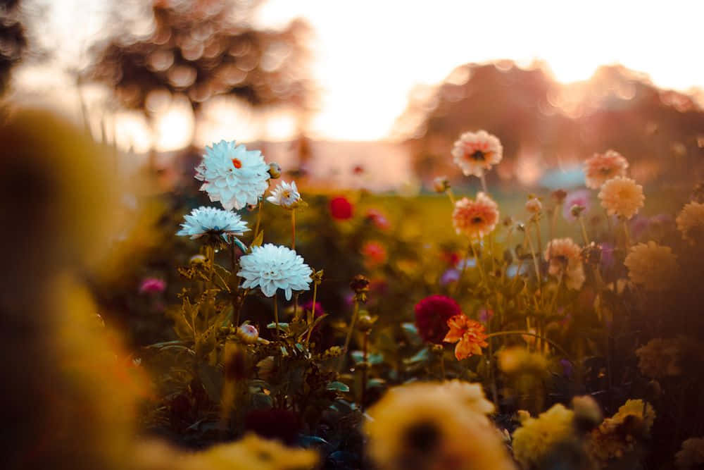 Fall Flowers, daisies, golden sunset light, SD Desktop Wallpaper