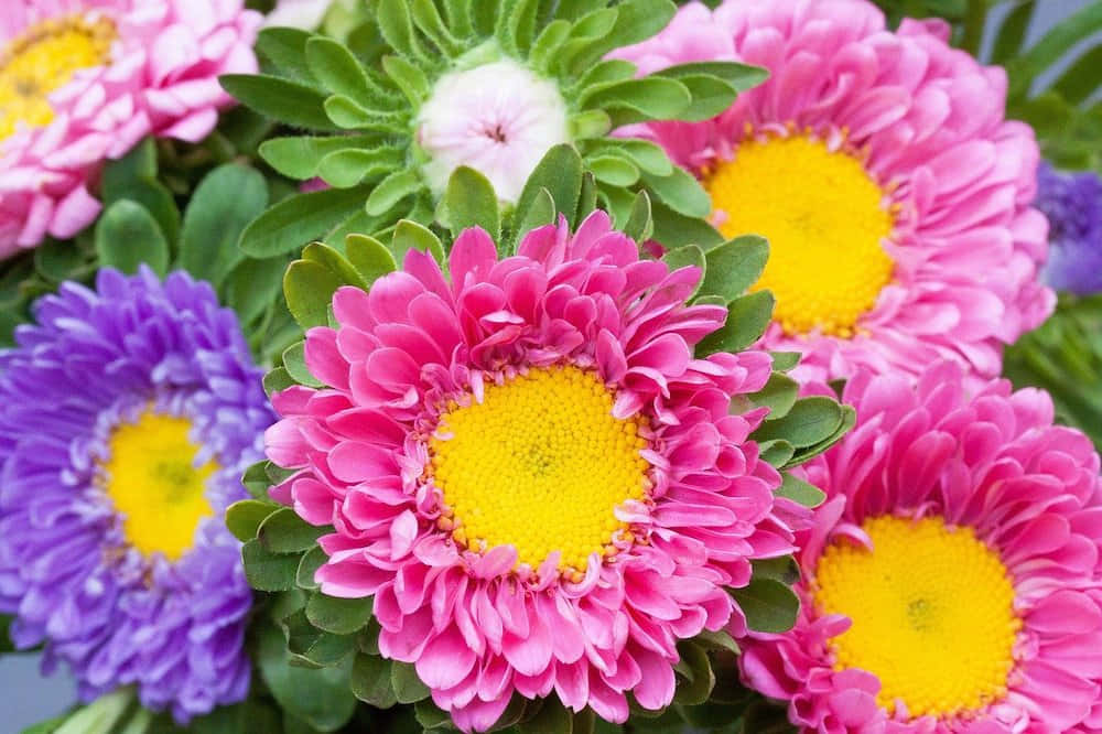 Fall Flowers, pink daisies, purple daisies, SD Desktop Wallpaper