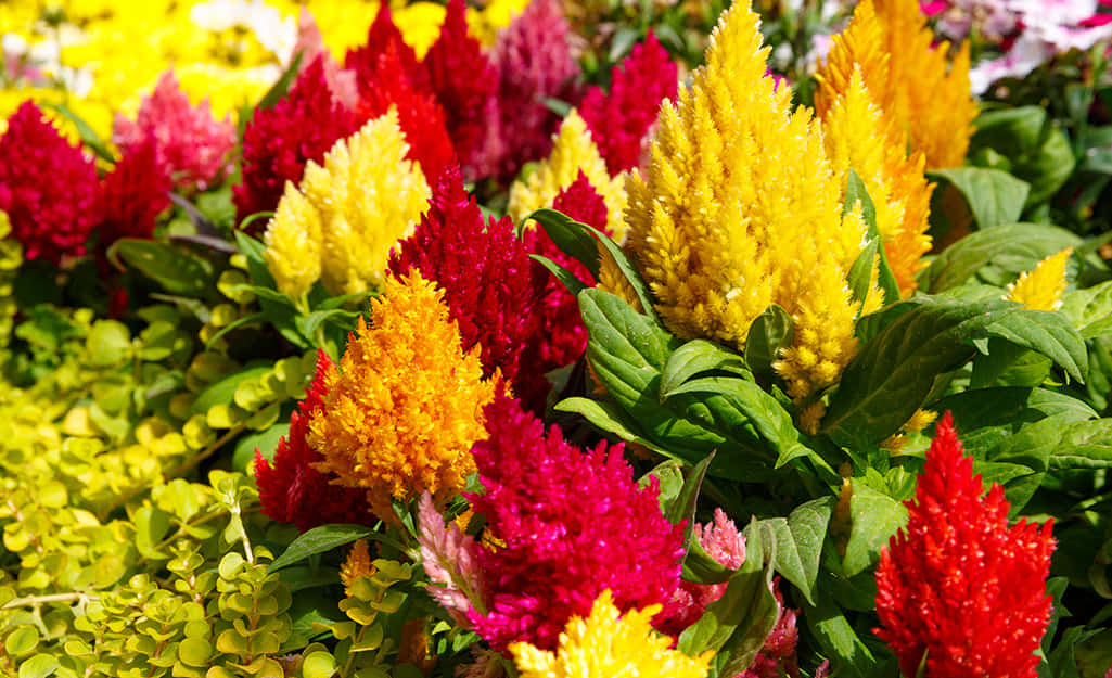 Fall Flowers, celosia, red, SD Desktop Wallpaper