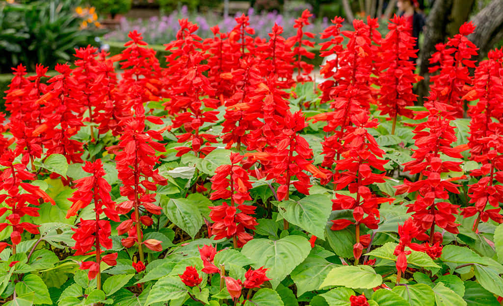 Fall Flowers, red salvia, lush green leaves, SD Desktop Wallpaper