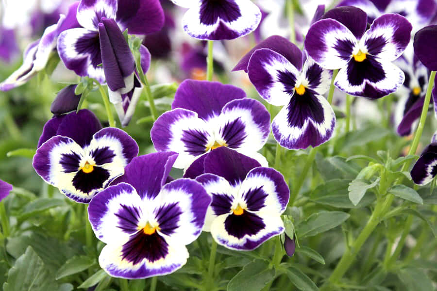 Fall Flowers, purple, white, SD Desktop Wallpaper