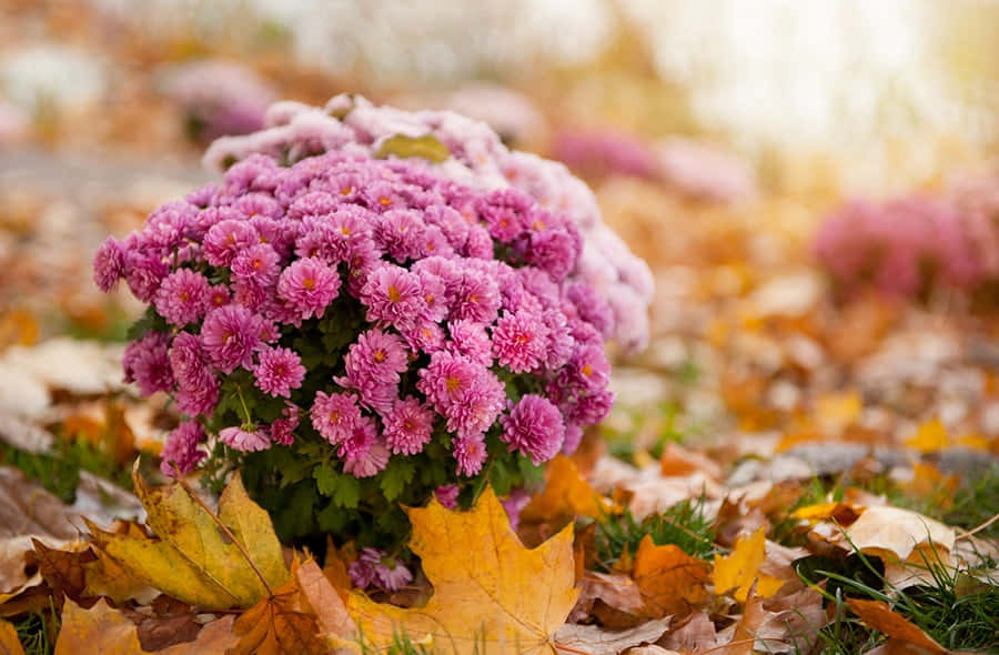 fall flowers, pink chrysanthemums, golden autumn leaves, SD Desktop Wallpaper