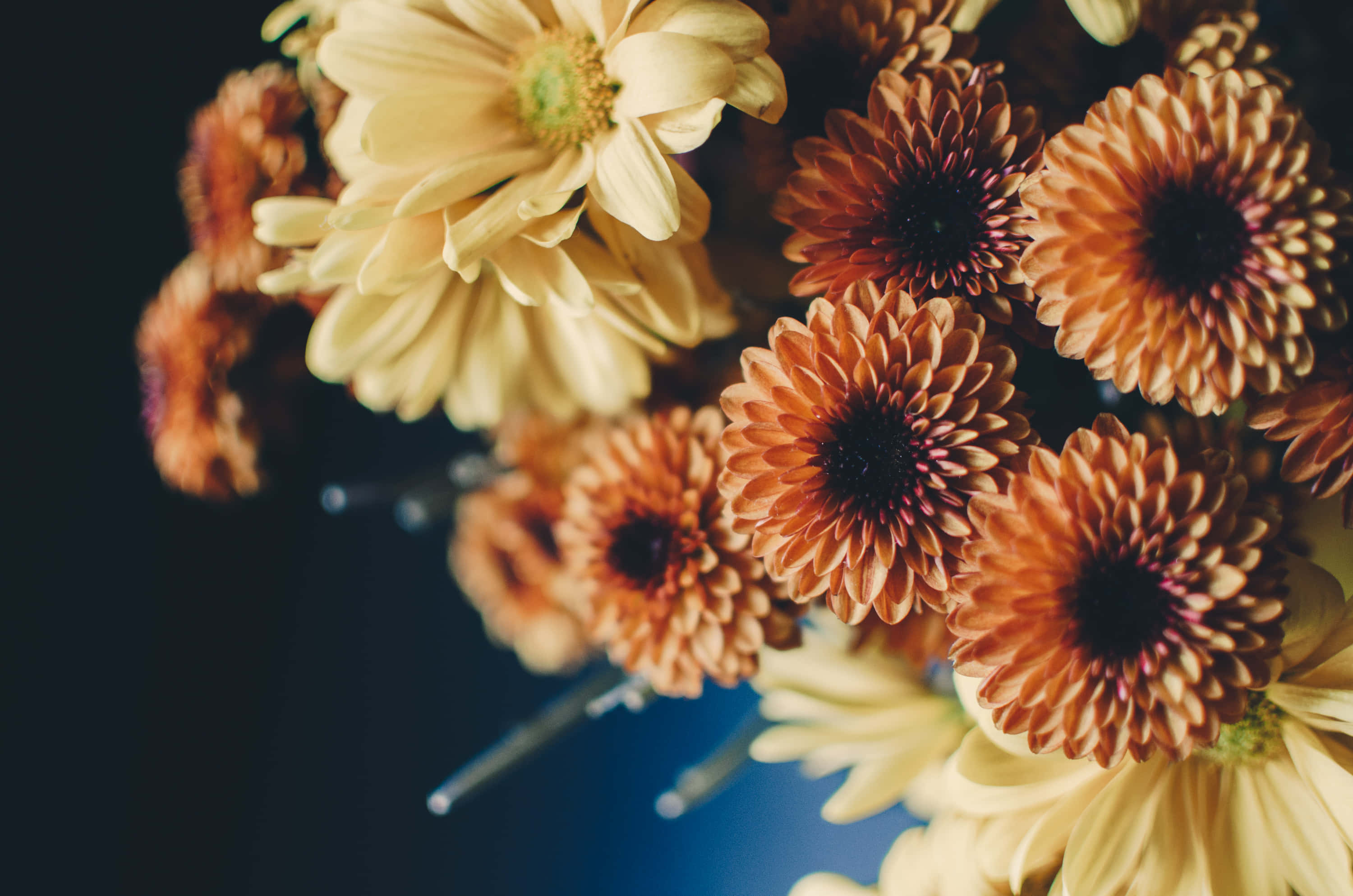 Fall Flowers, orange, cream, 2K Desktop Wallpaper