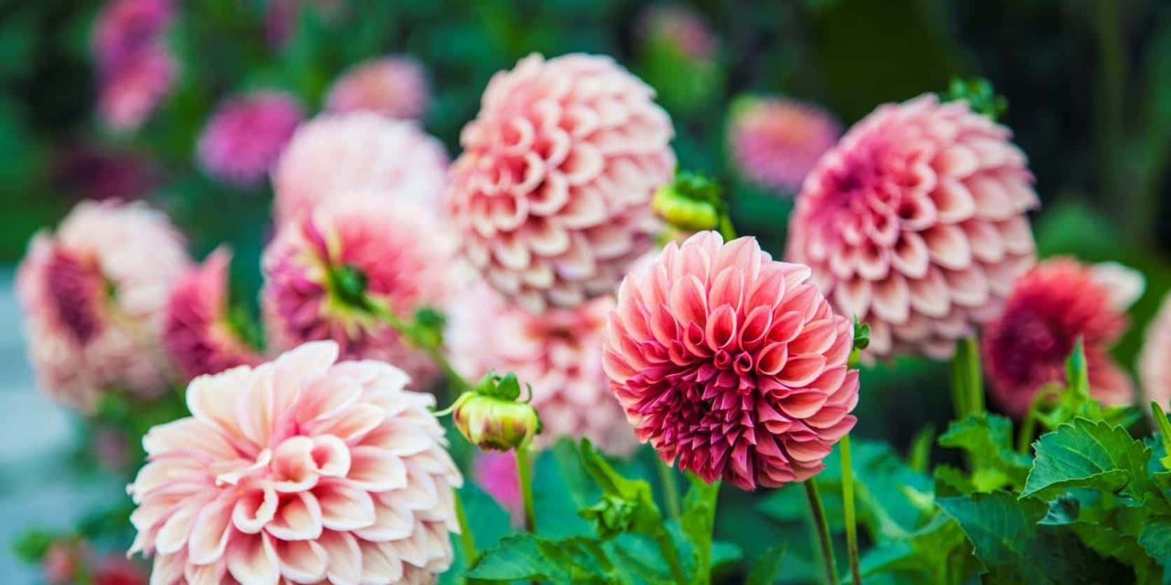 fall flowers, pink dahlia, layered petals, HD Desktop Wallpaper
