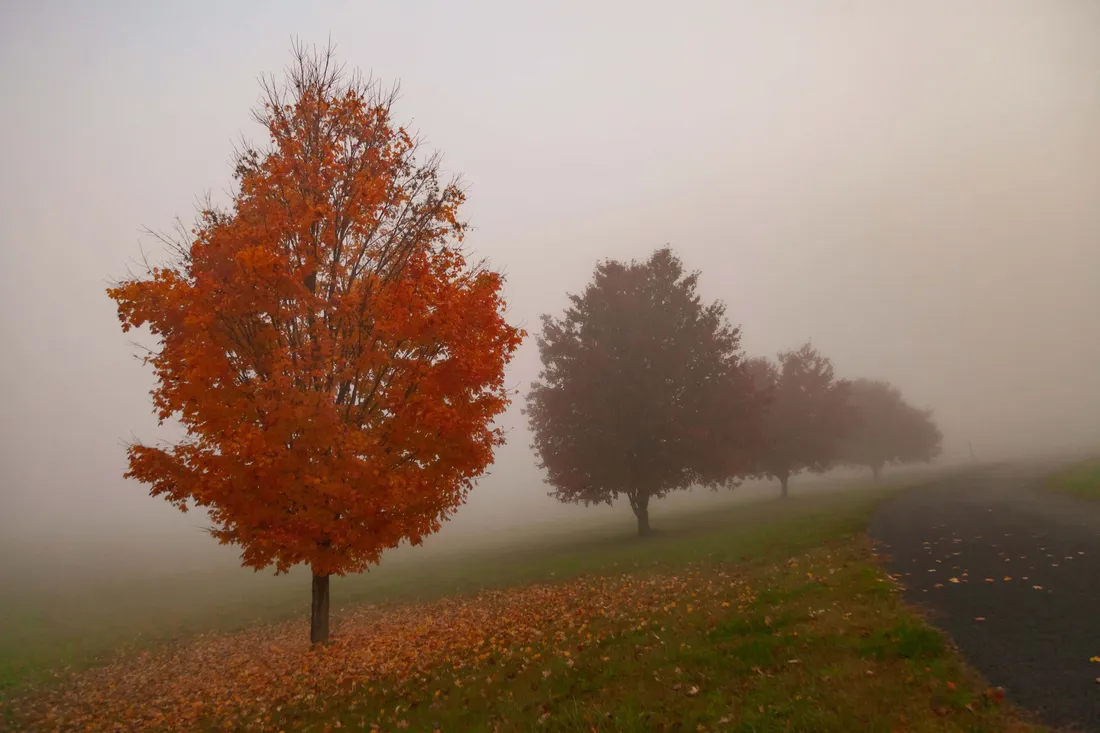 Fall Fog