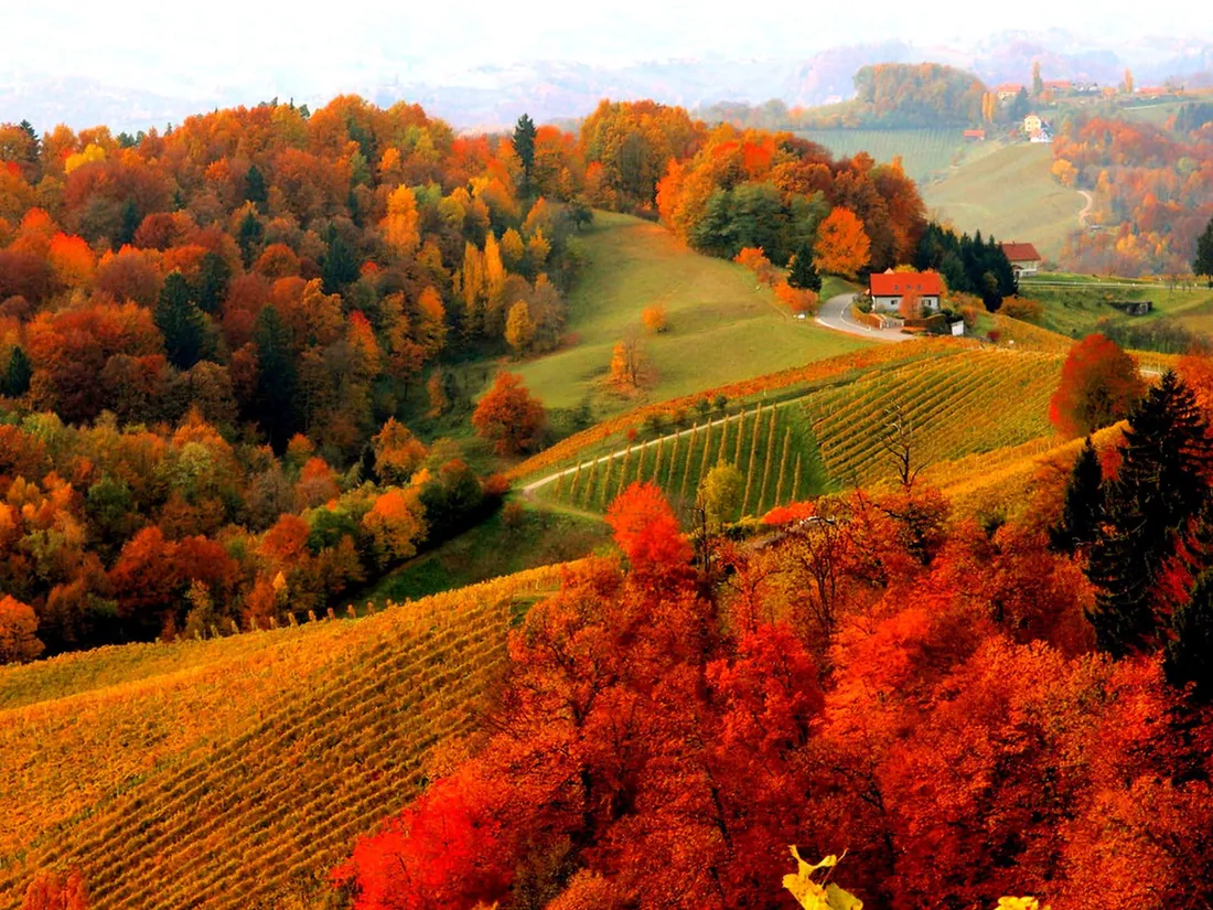 Fall Foliage