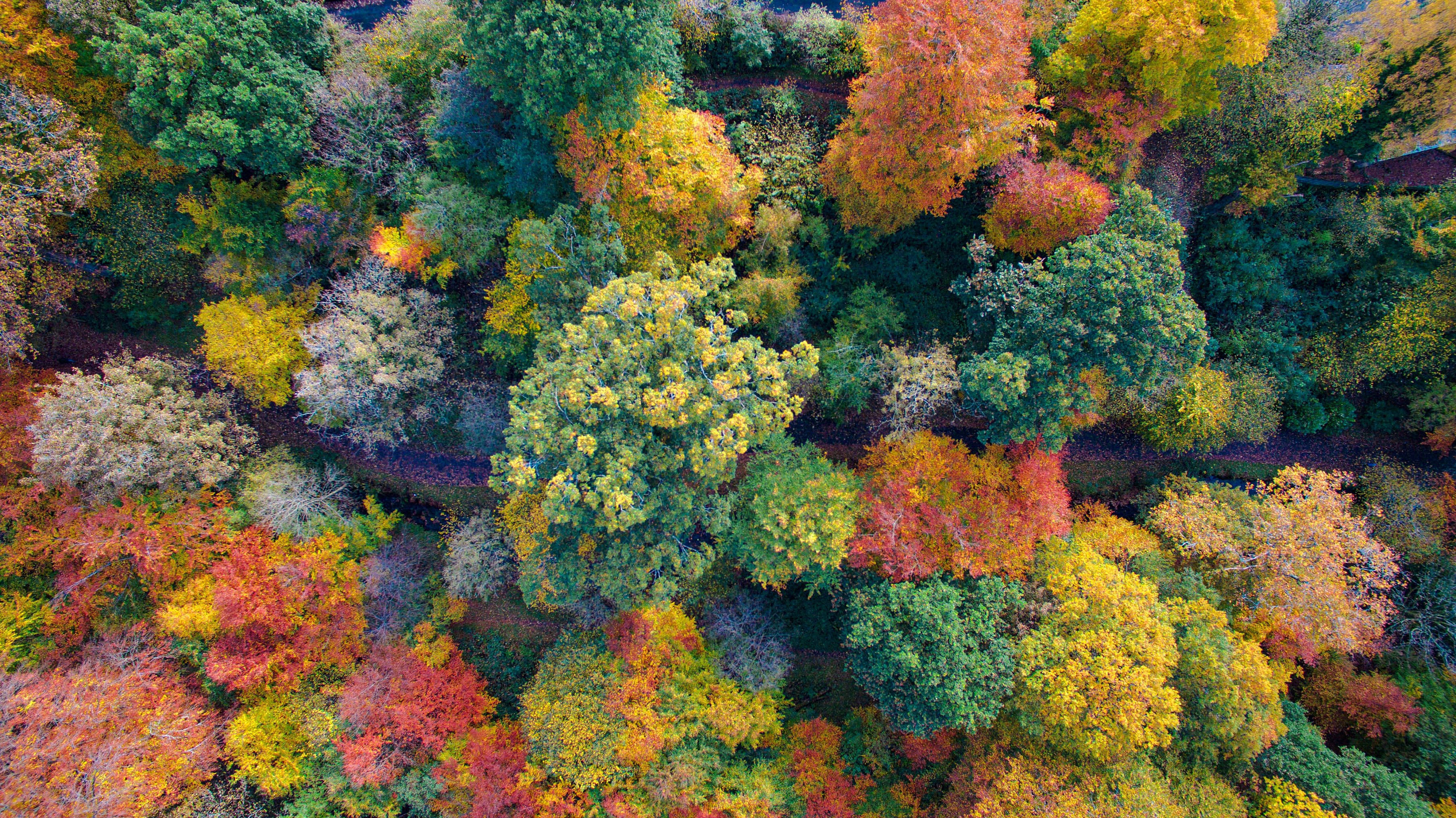 cute fall aesthetic, colorful forest, autumn colors, 2K Desktop Wallpaper