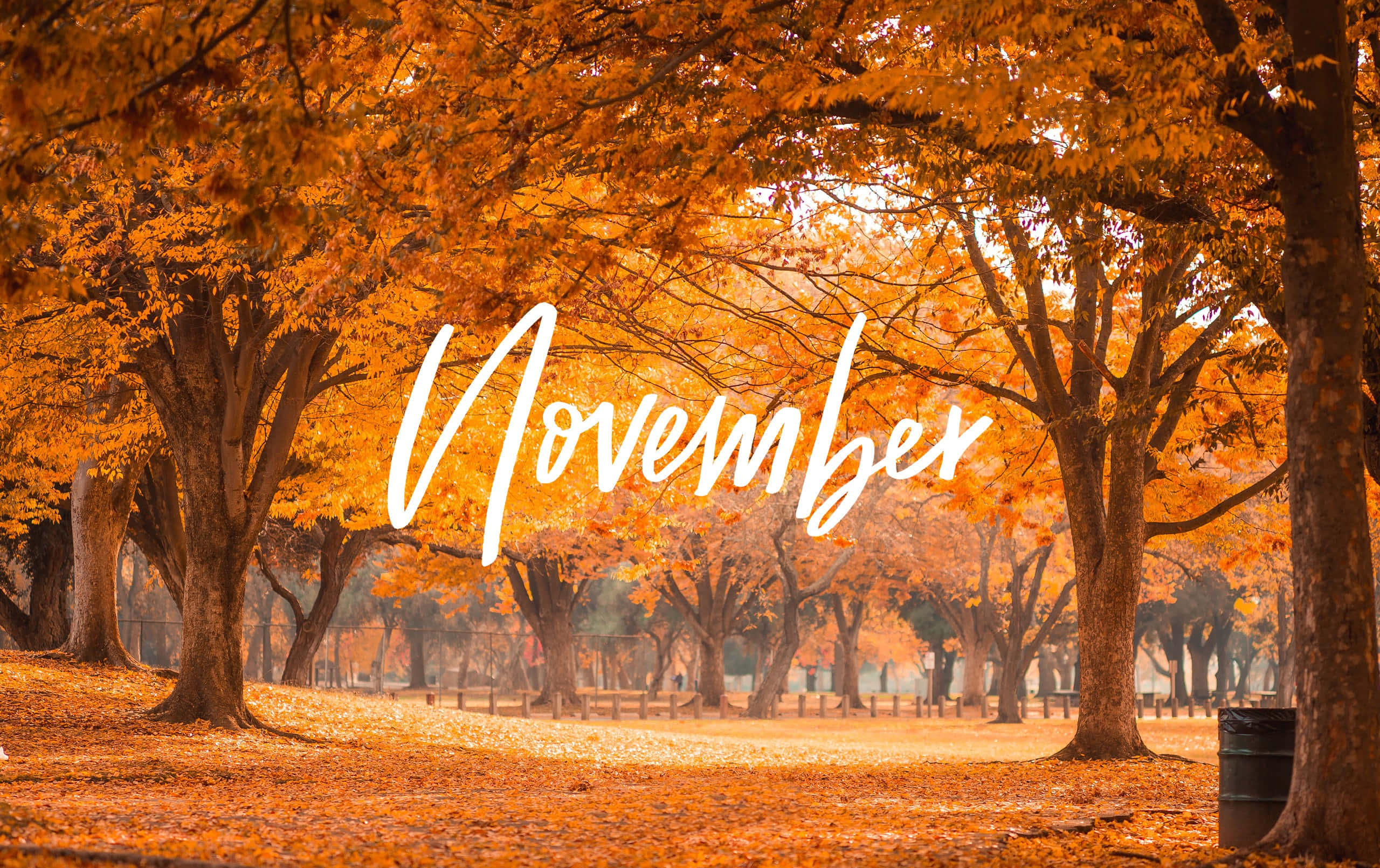 November, Fall Forest, golden trees, 2K Desktop Wallpaper