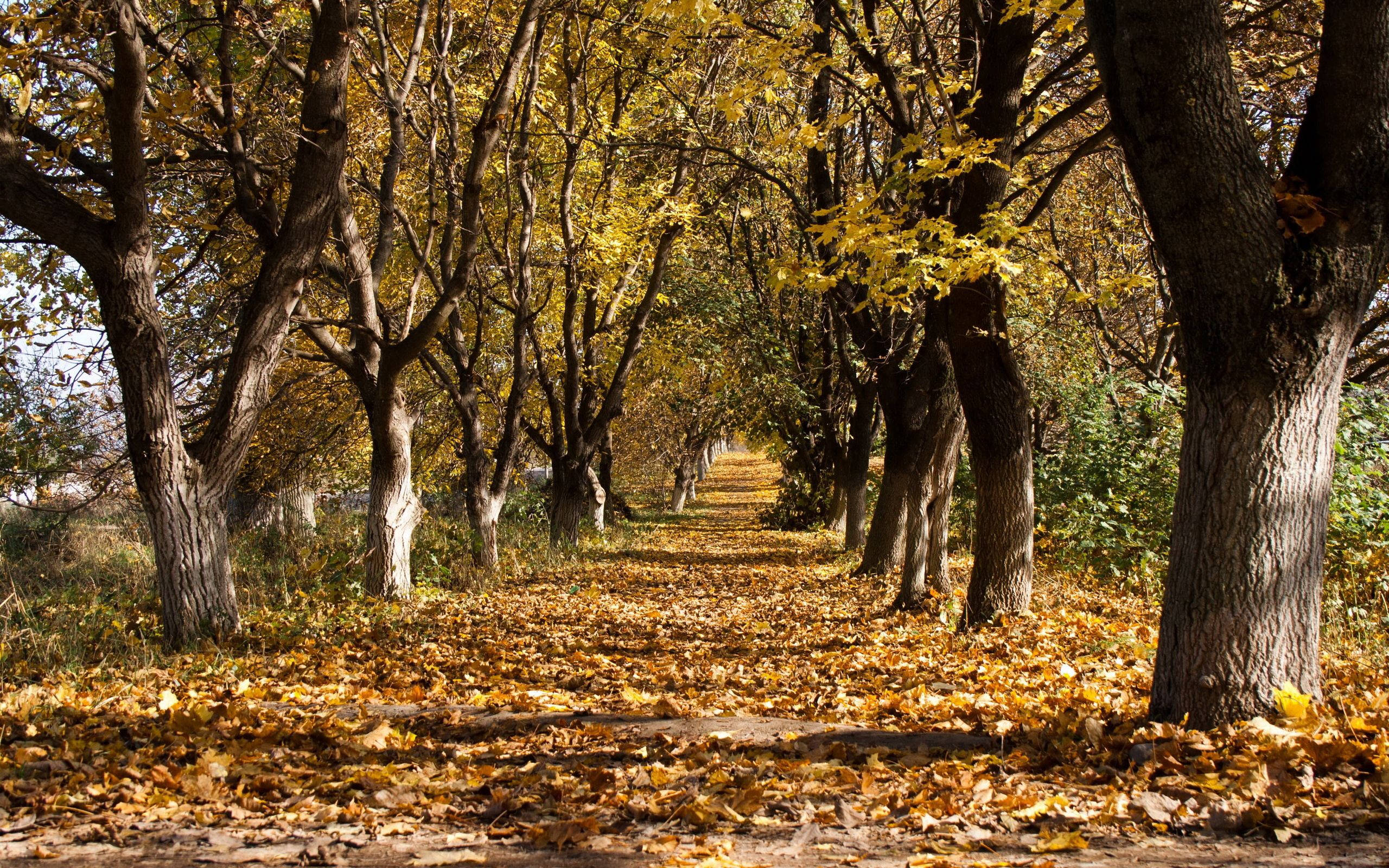 October Forest Road Trees, sunlit path, tunnel of tall trees, 2K Desktop Wallpaper
