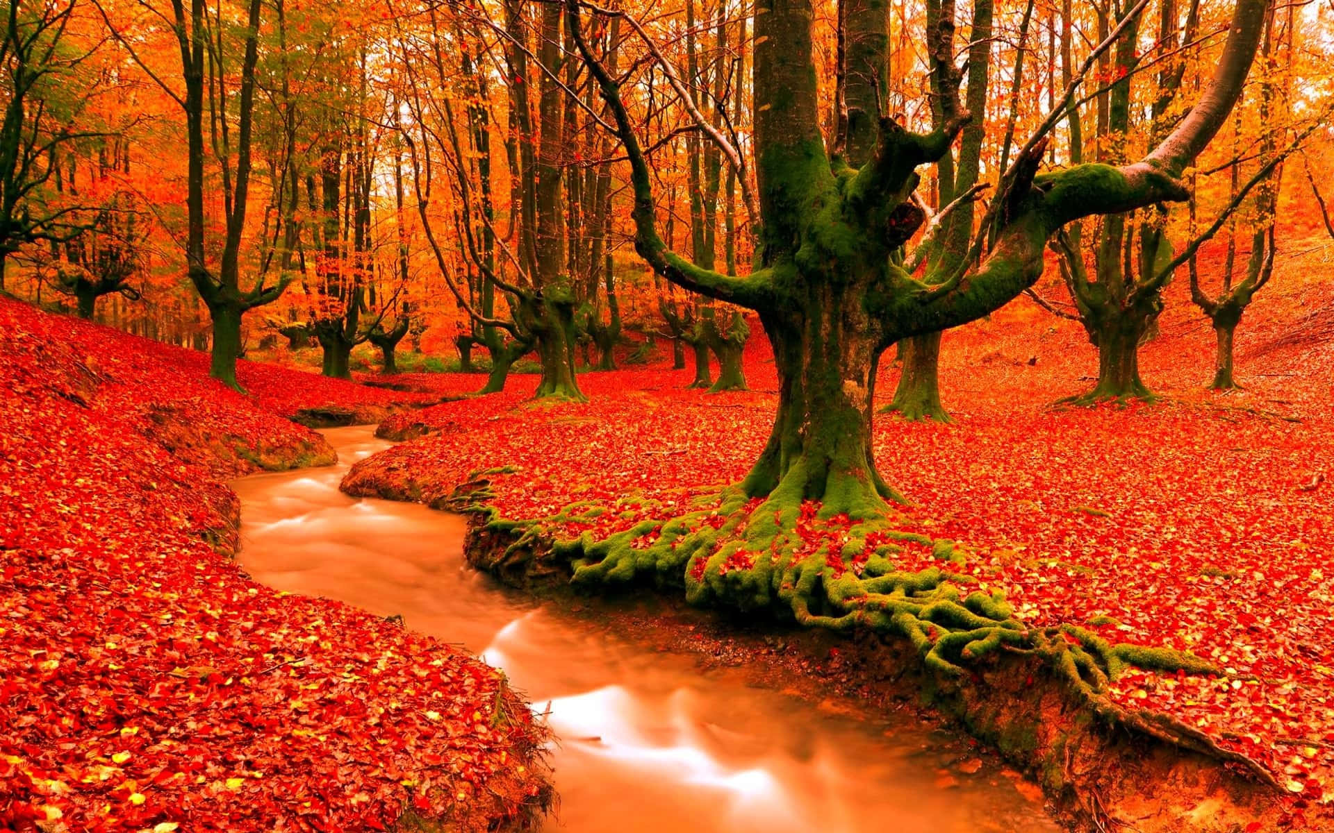 High Resolution Fall Moss Forest, autumn forest, winding stream, Full HD Desktop Wallpaper