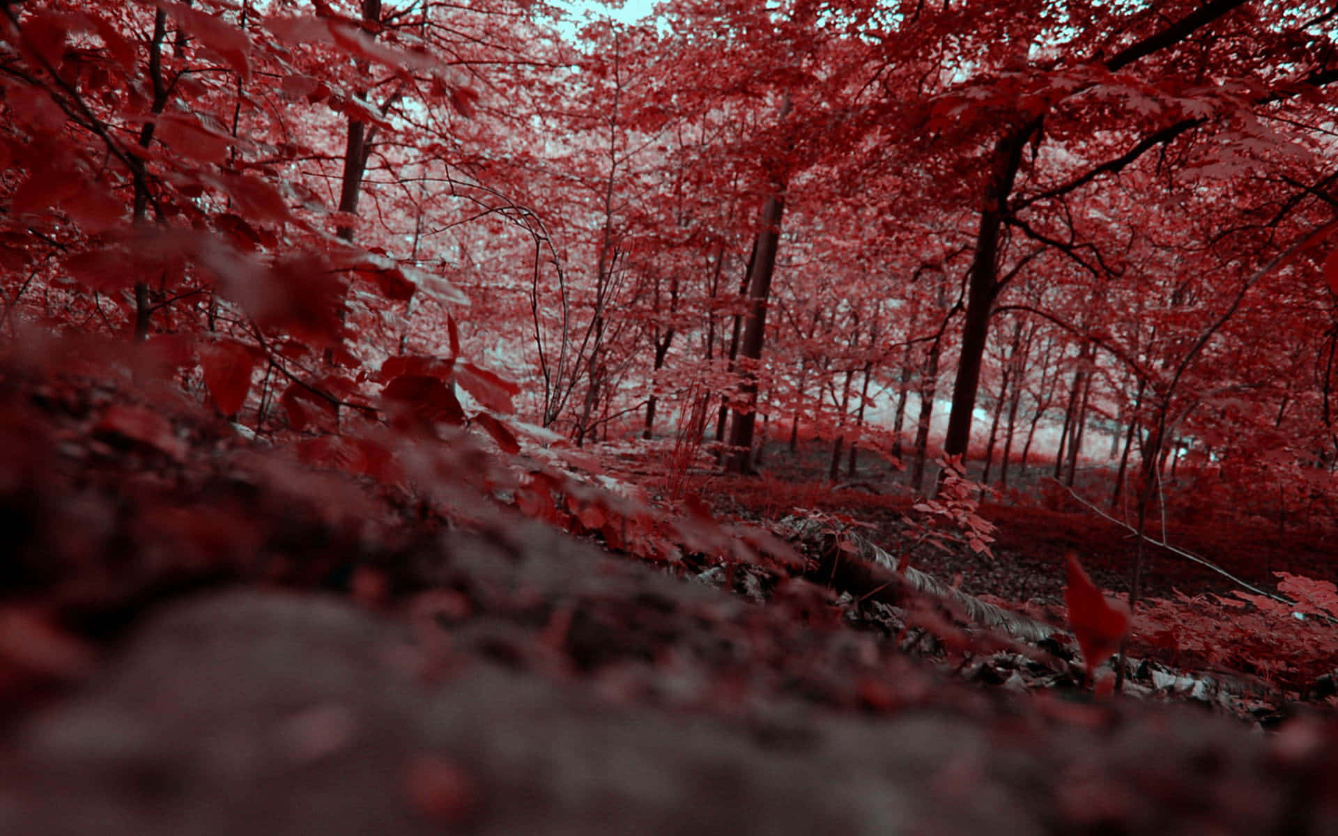 November, fall, red forest, Full HD Desktop Wallpaper