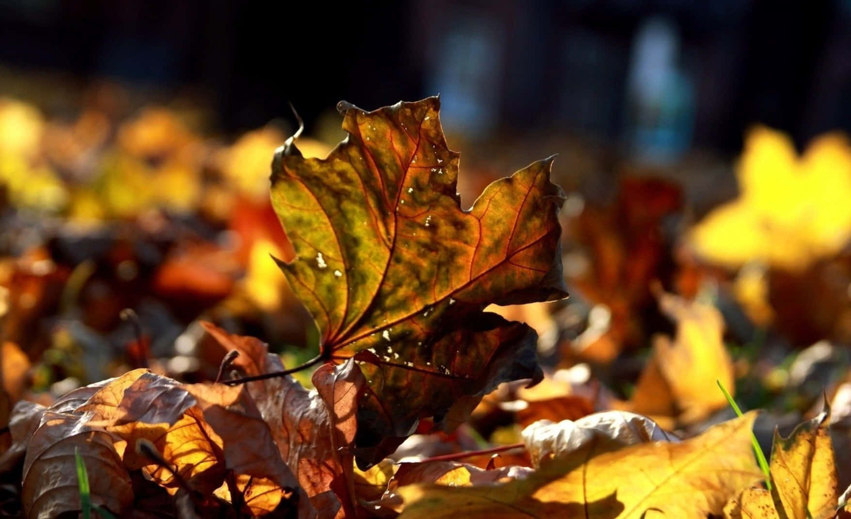 brown autumn, autumn maple leaf, intricate veins, HD Desktop Wallpaper
