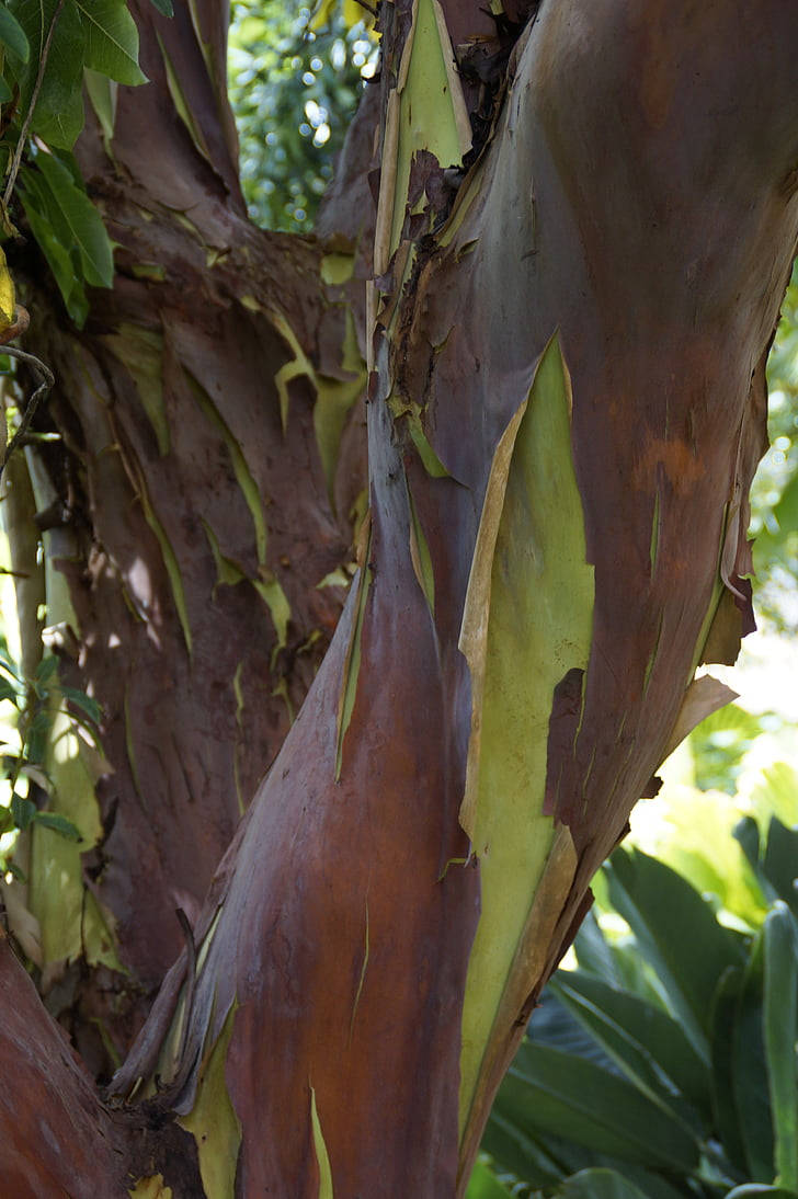 sheding endemic tree, reddish-brown bark, vibrant green inner layers, SD Phone Wallpaper
