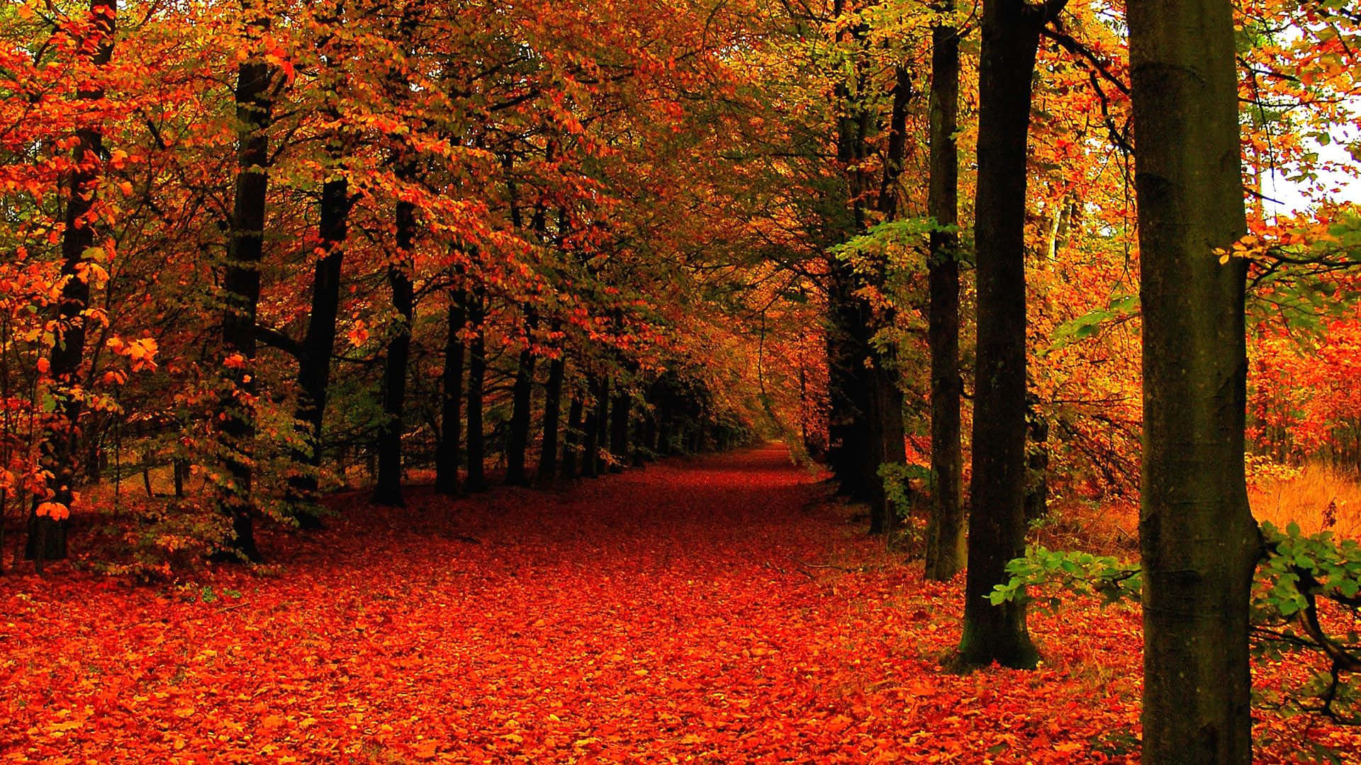Fall Forest, winding forest path, fiery red and orange autumn leaves, Full HD Desktop Wallpaper