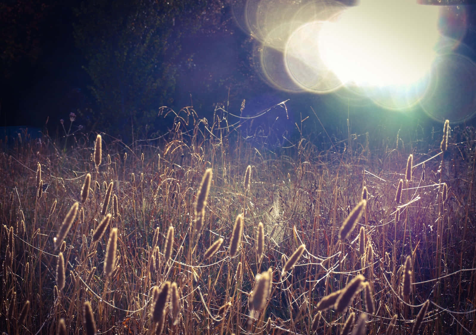 brown autumn, golden cattails, sun flares, HD Desktop Wallpaper