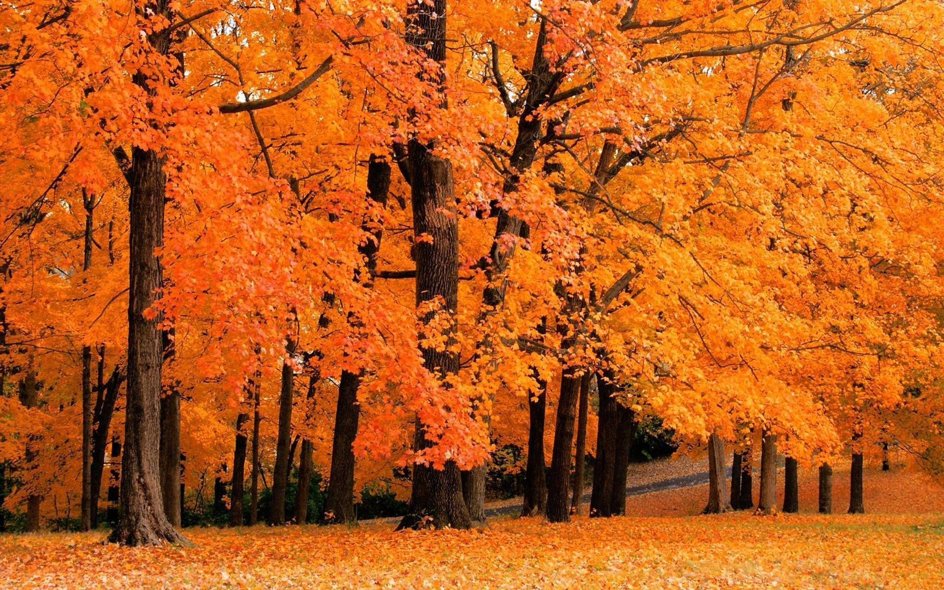 cute fall forest, autumn forest, golden-orange leaves, Full HD Desktop Wallpaper