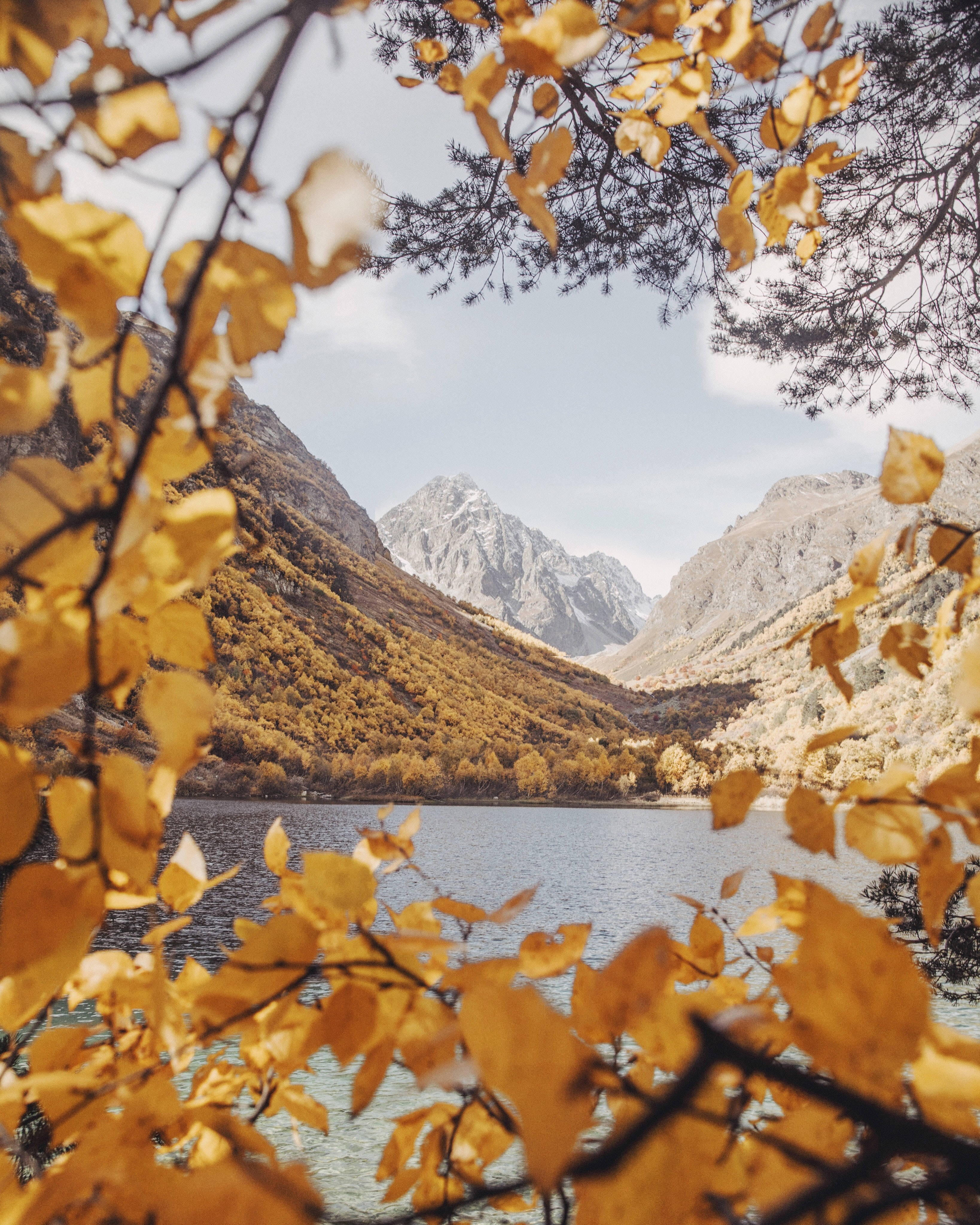 Fall Forest, golden autumn leaves, serene mountain lake, 4K Phone Wallpaper