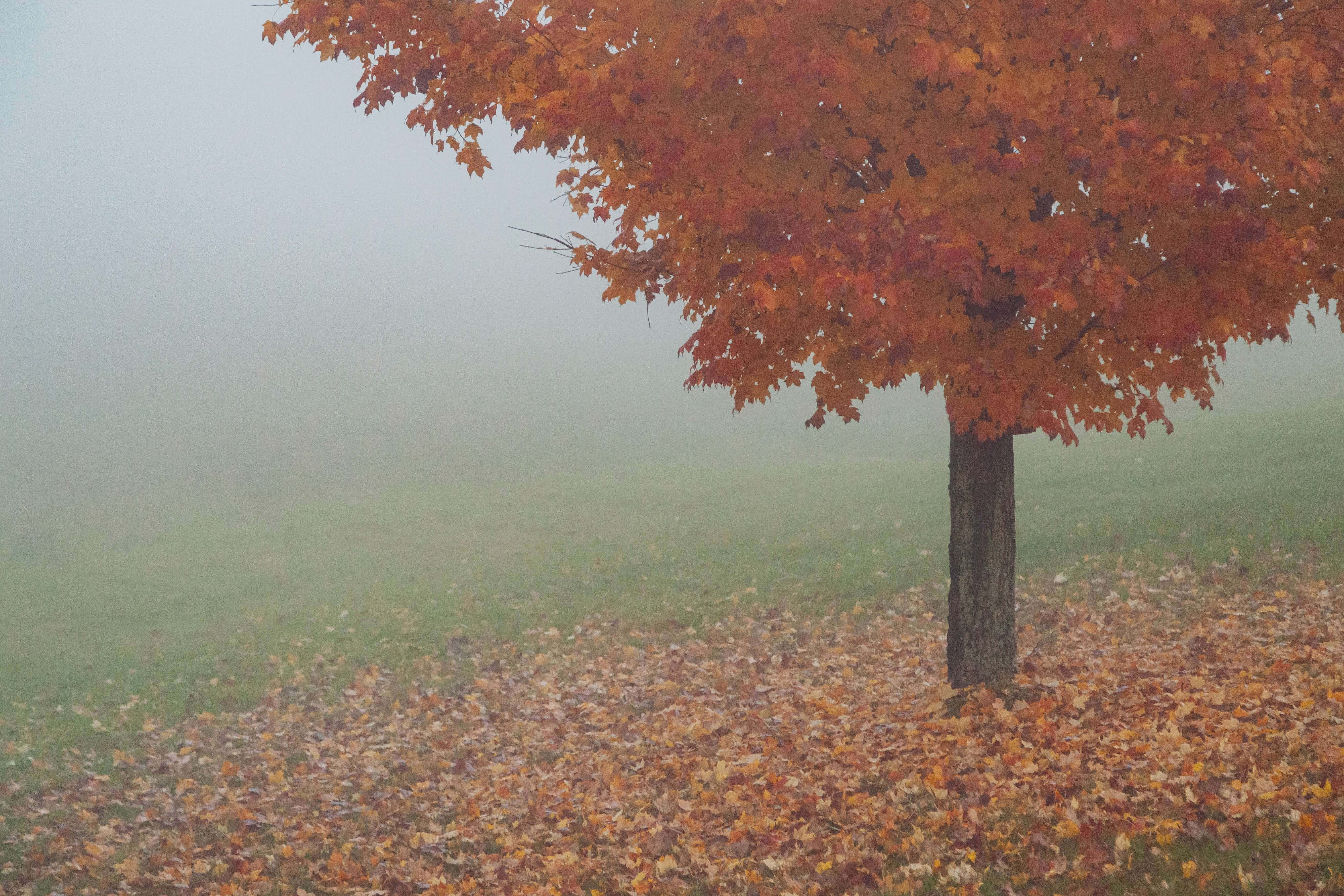 fall fog, maple tree, fiery orange leaves, 5K Desktop Wallpaper
