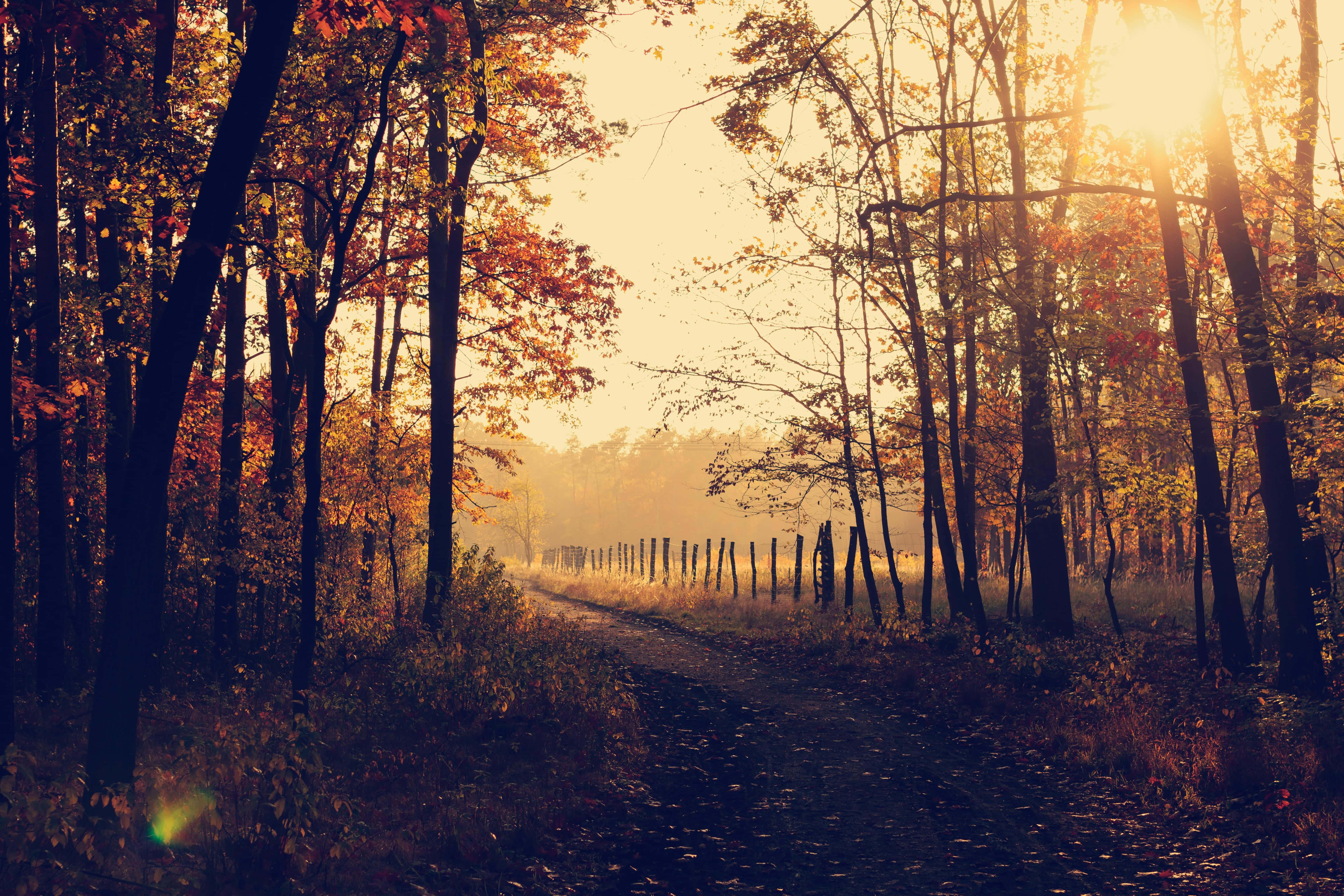 Fall Forest, autumn trees, golden glow, 5K Desktop Wallpaper