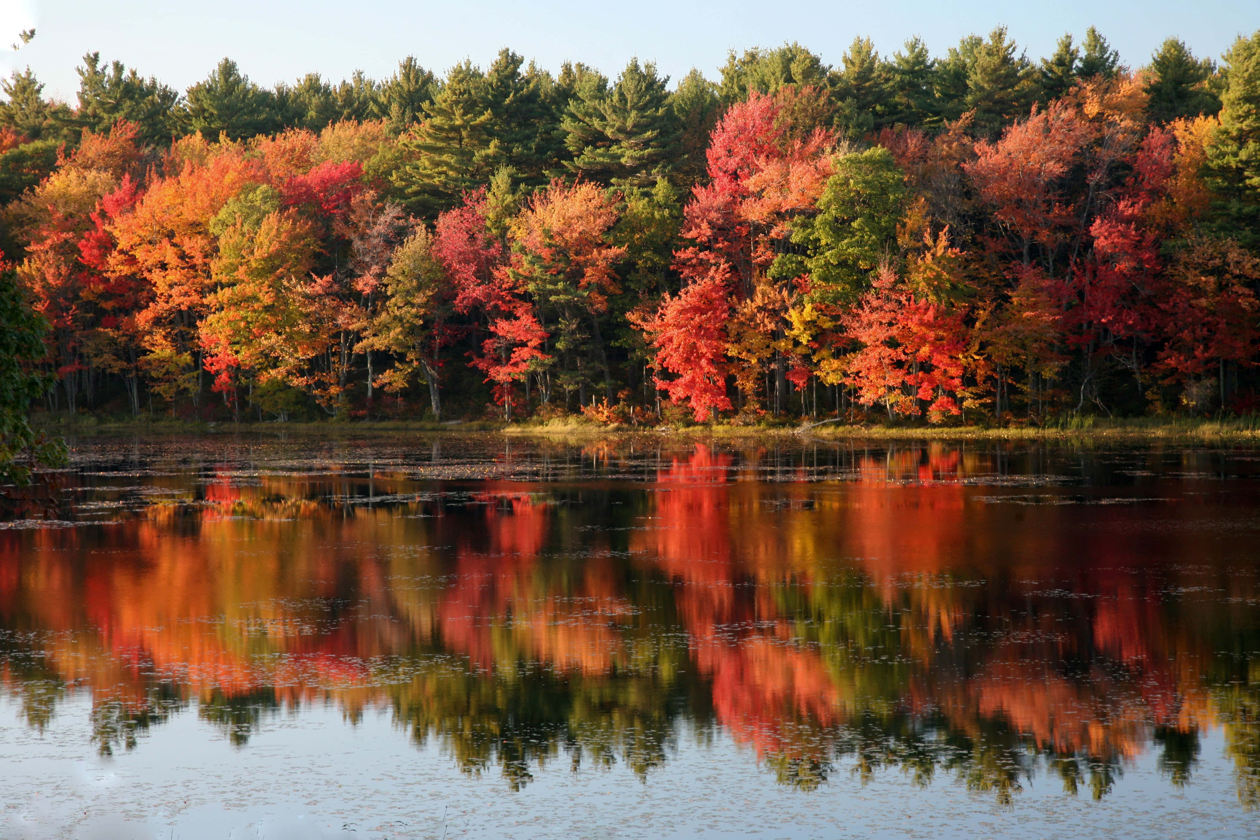 Fall Foliage, red orange leaves, green leaves, 4K Desktop Wallpaper