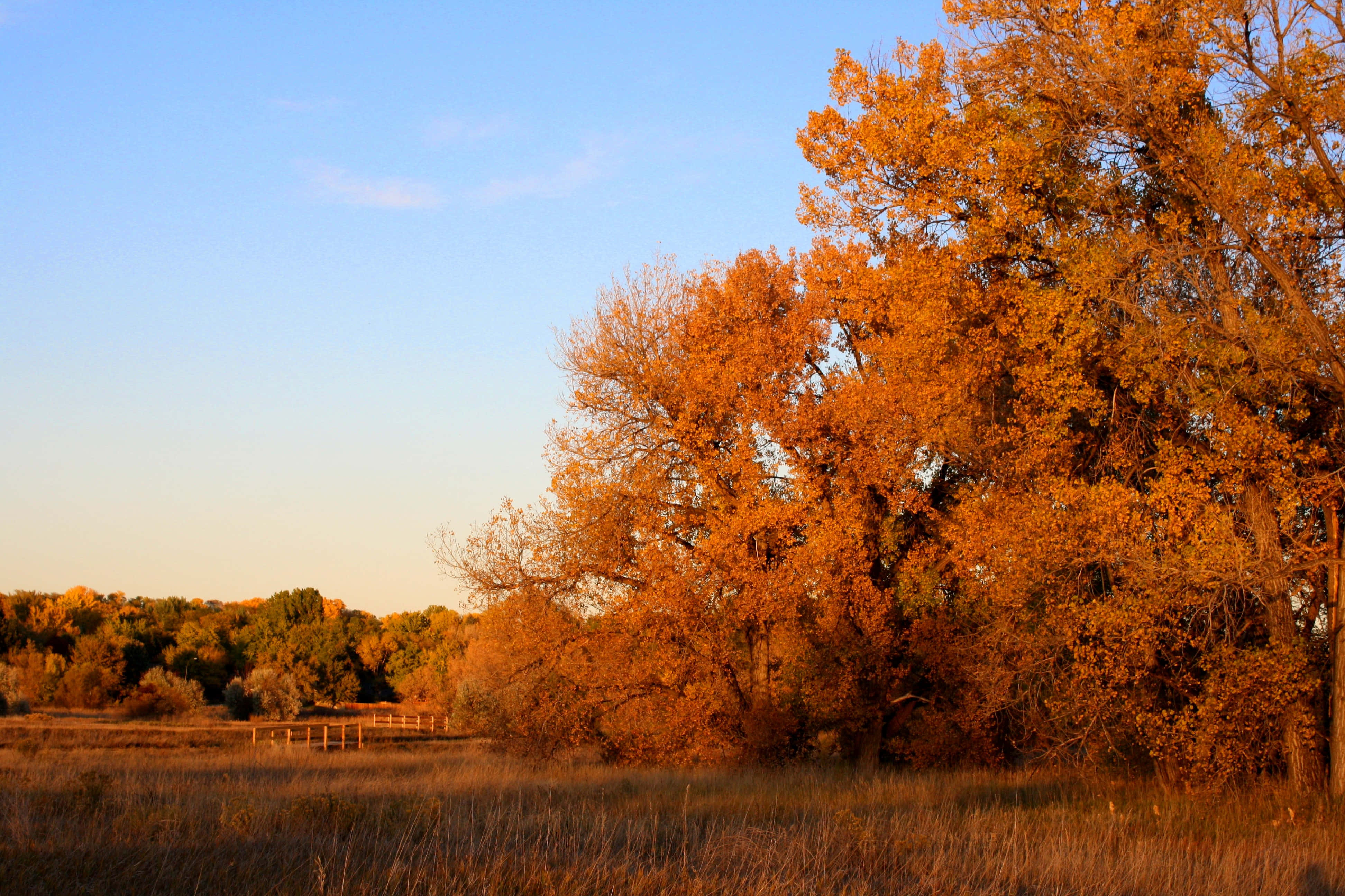 golden tree, sunlit field, autumn, 4K Desktop Wallpaper