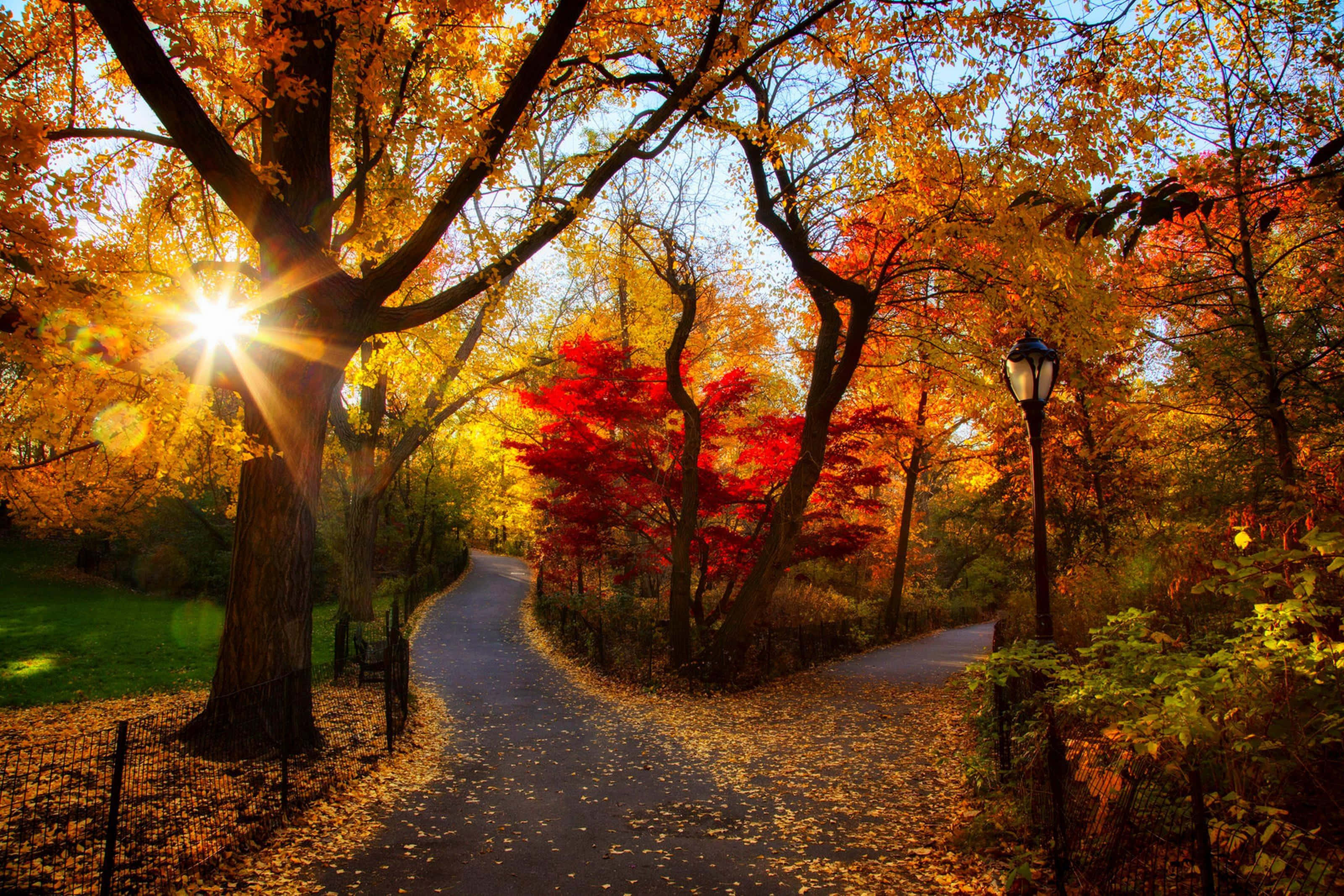 Fall Foliage, Serene Forest, golden autumn trees, 2K Desktop Wallpaper
