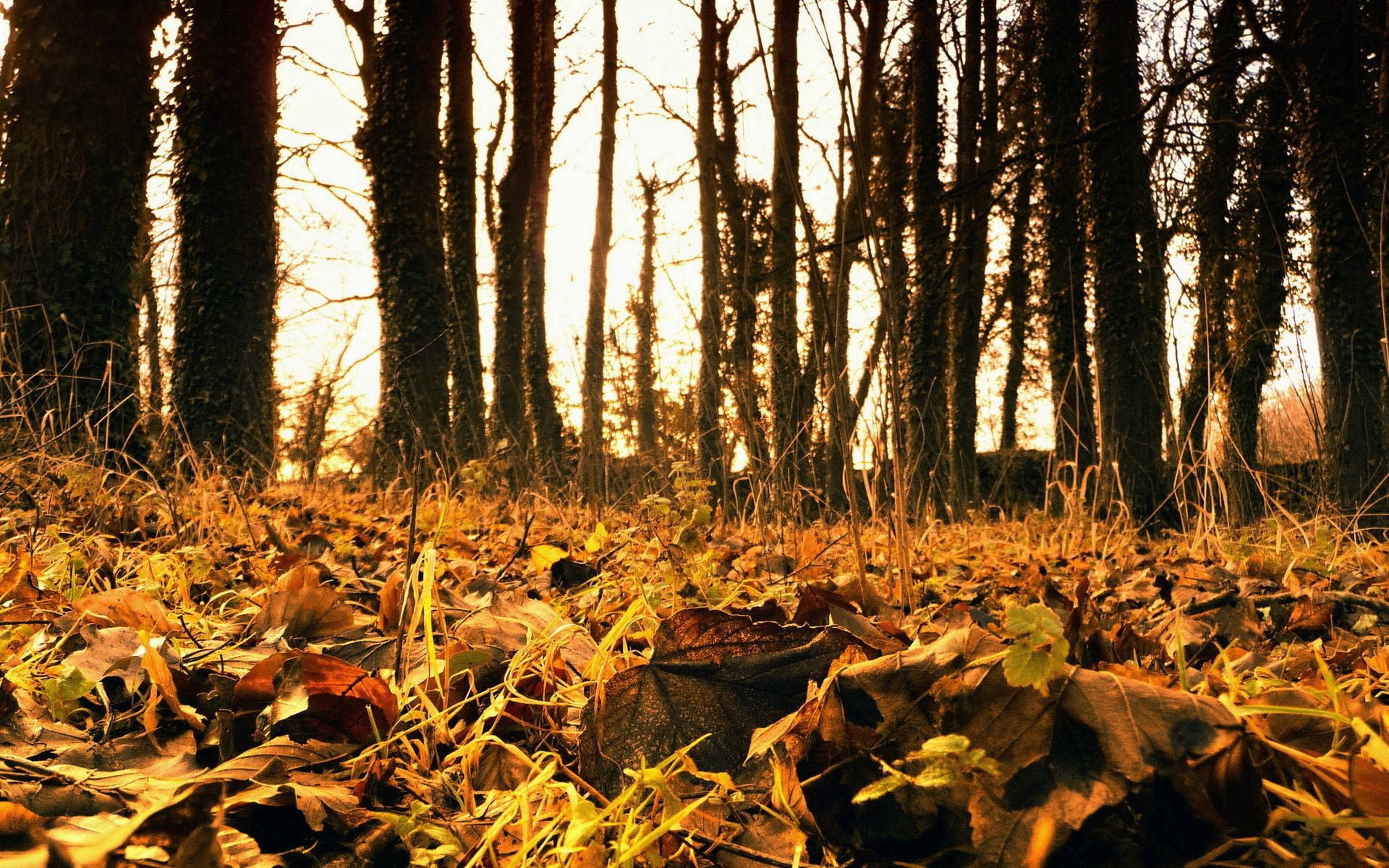 October Forest, golden autumn leaves, forest floor, Full HD Desktop Wallpaper