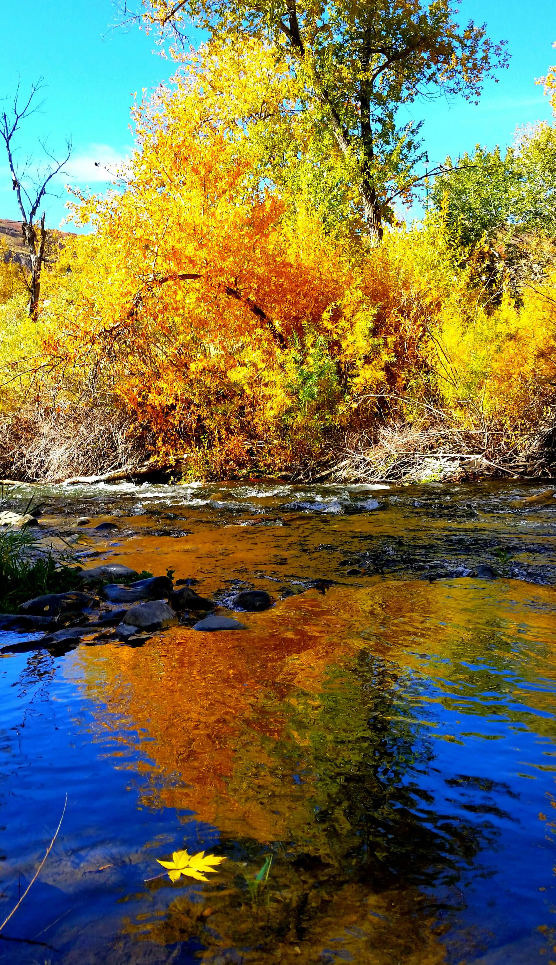 Fall Scenery, autumn trees, golden leaves, 2K Phone Wallpaper