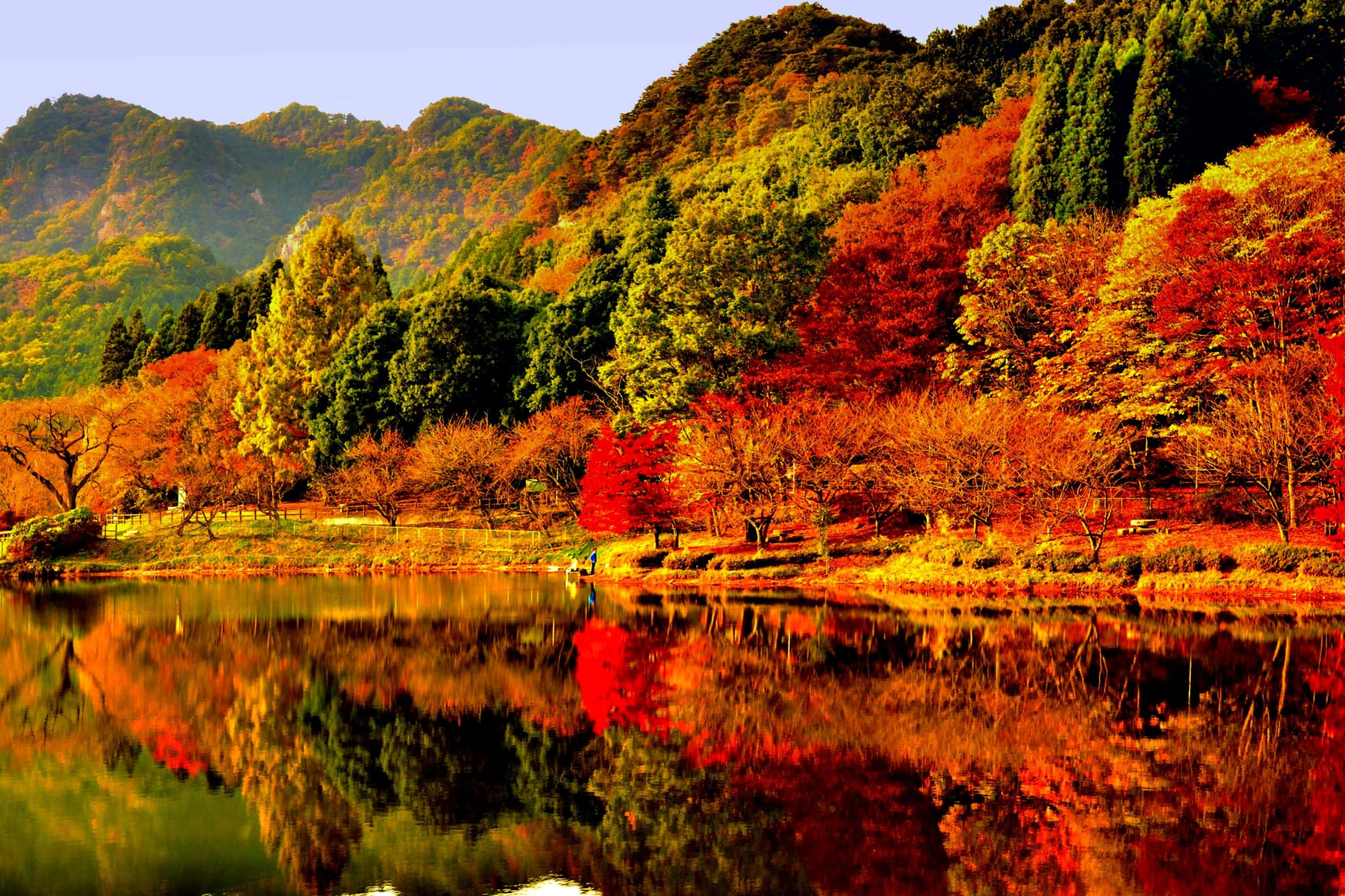Fall Forest, autumn trees, fiery reds, 2K Desktop Wallpaper