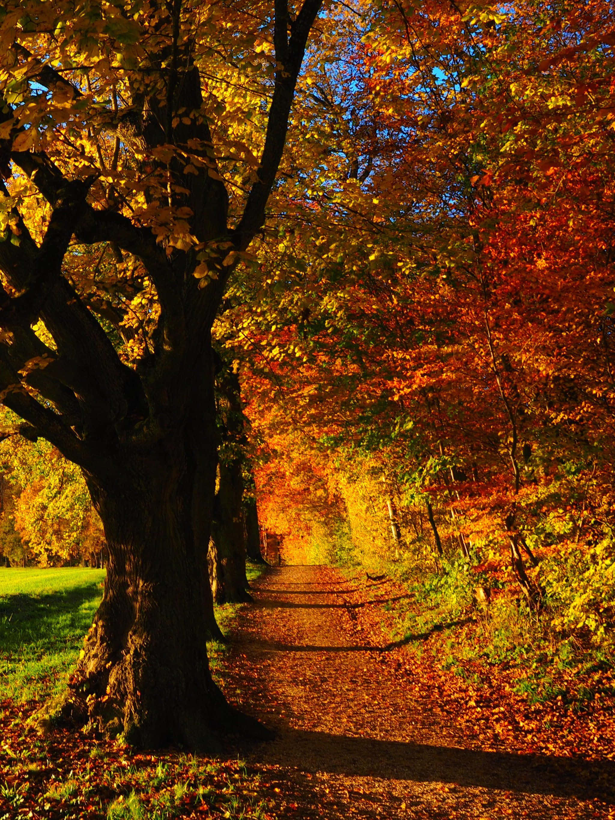 Fall Forest, autumn path, forest, 2K Phone Wallpaper
