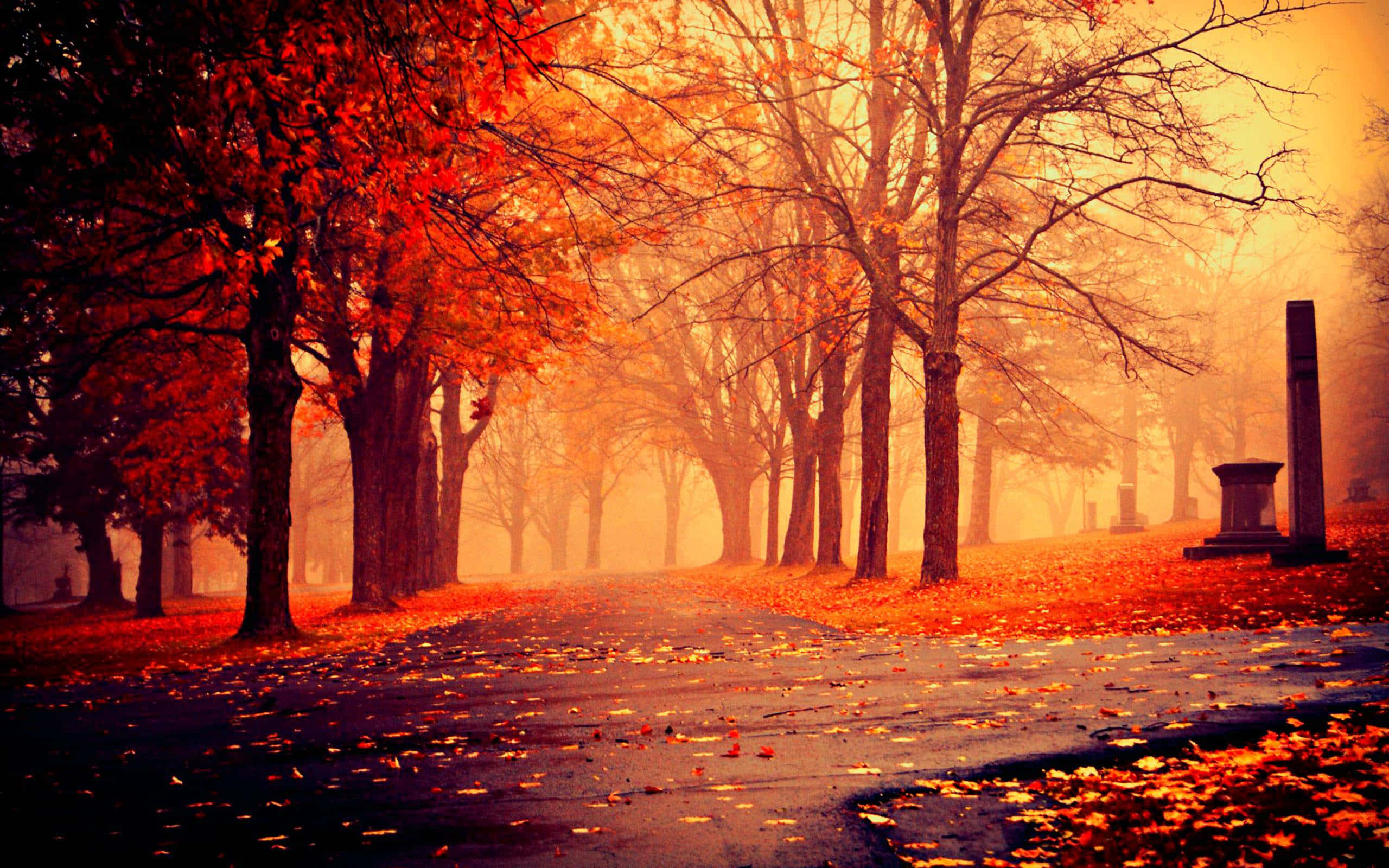 Fall Forest, autumn path, cemetery, 2K Desktop Wallpaper