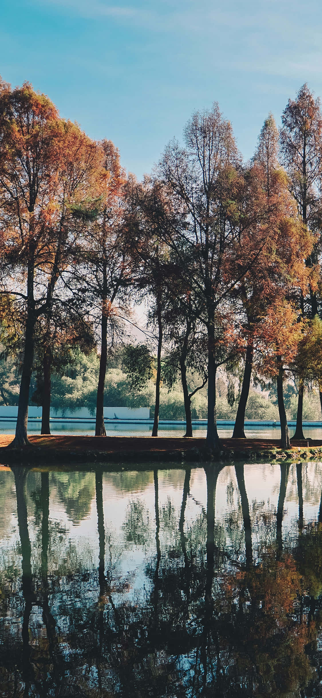 Fall Forest, autumn trees, orange leaves, Full HD Phone Wallpaper
