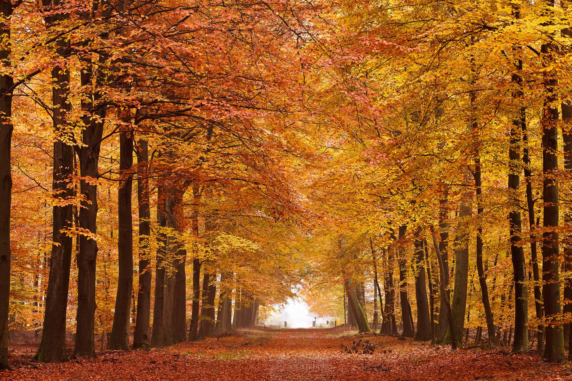 Fall Forest, autumn path, golden orange trees, Full HD Desktop Wallpaper