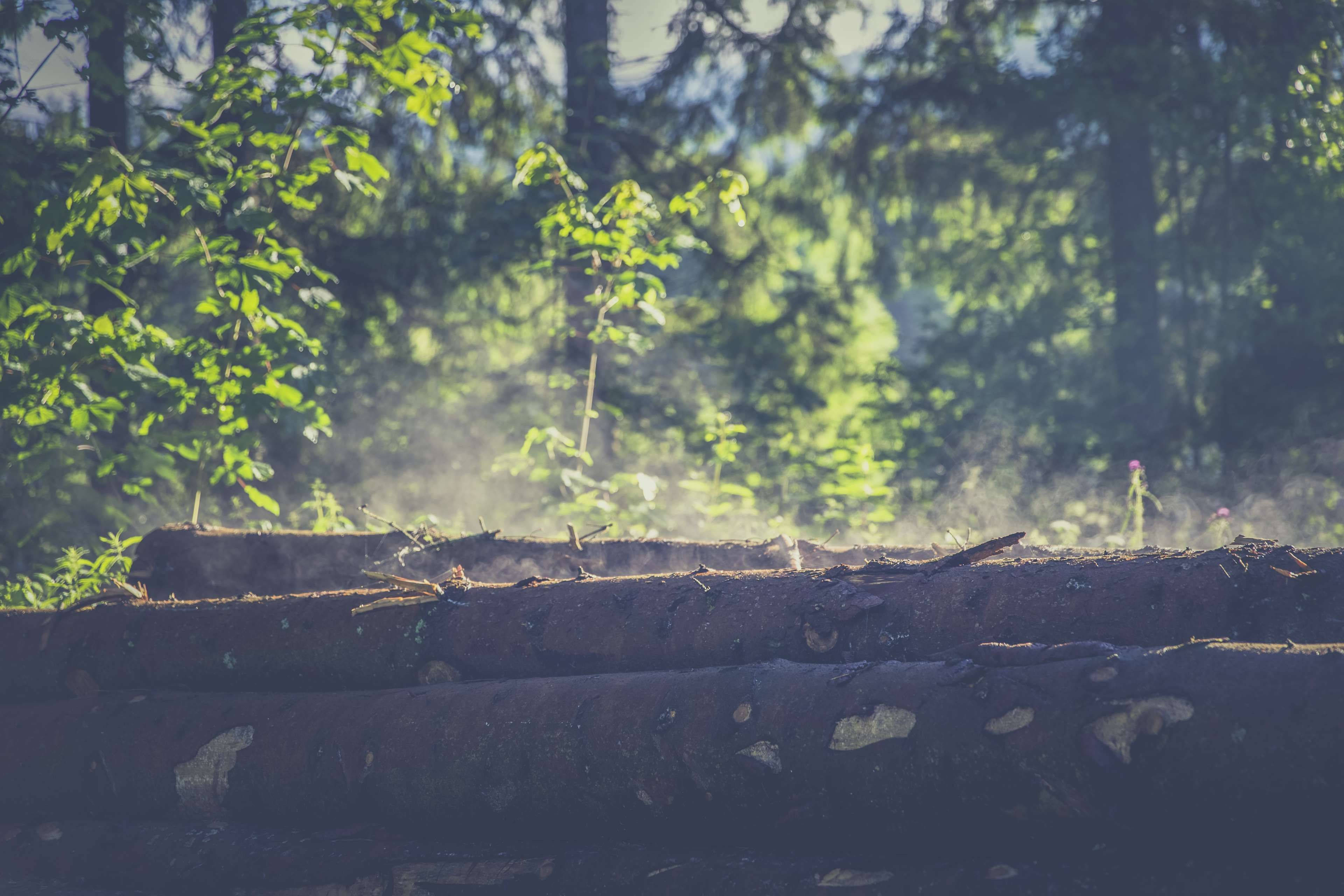 sunlight, misty forest trees, stacked logs, 4K Desktop Wallpaper